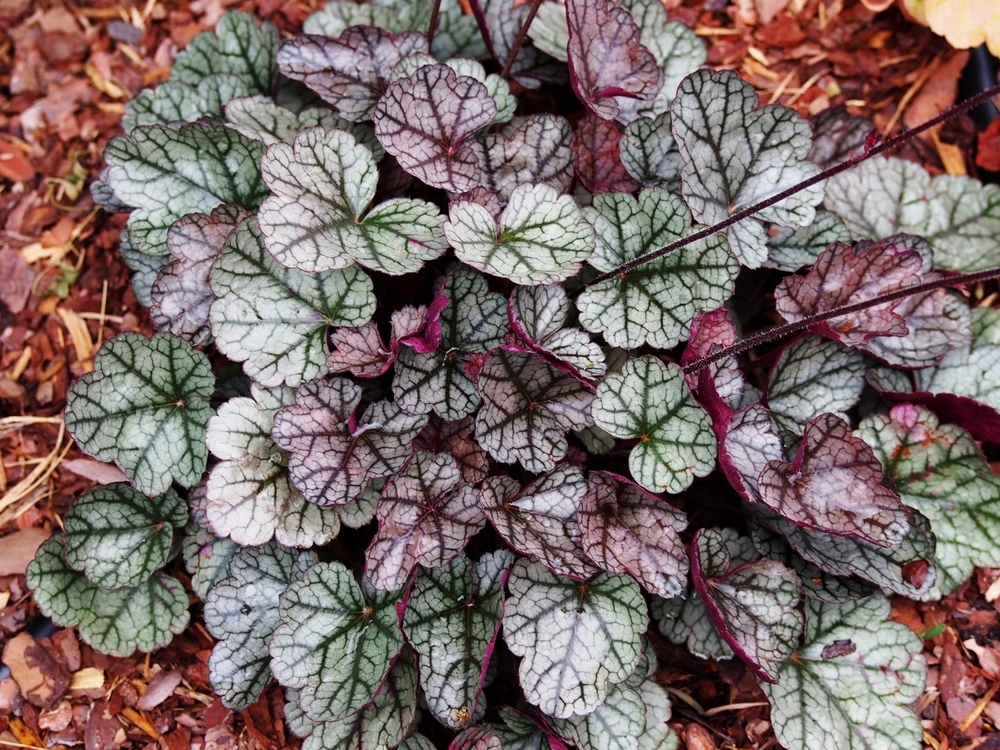 Гейхера Glitter