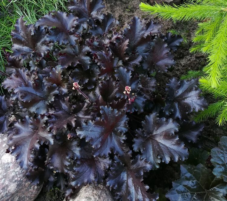 Гейхера Black Taffeta