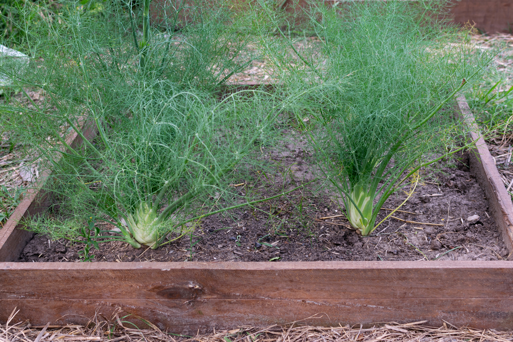 Земля на грядке с фенхелем должна быть постоянно влажной
