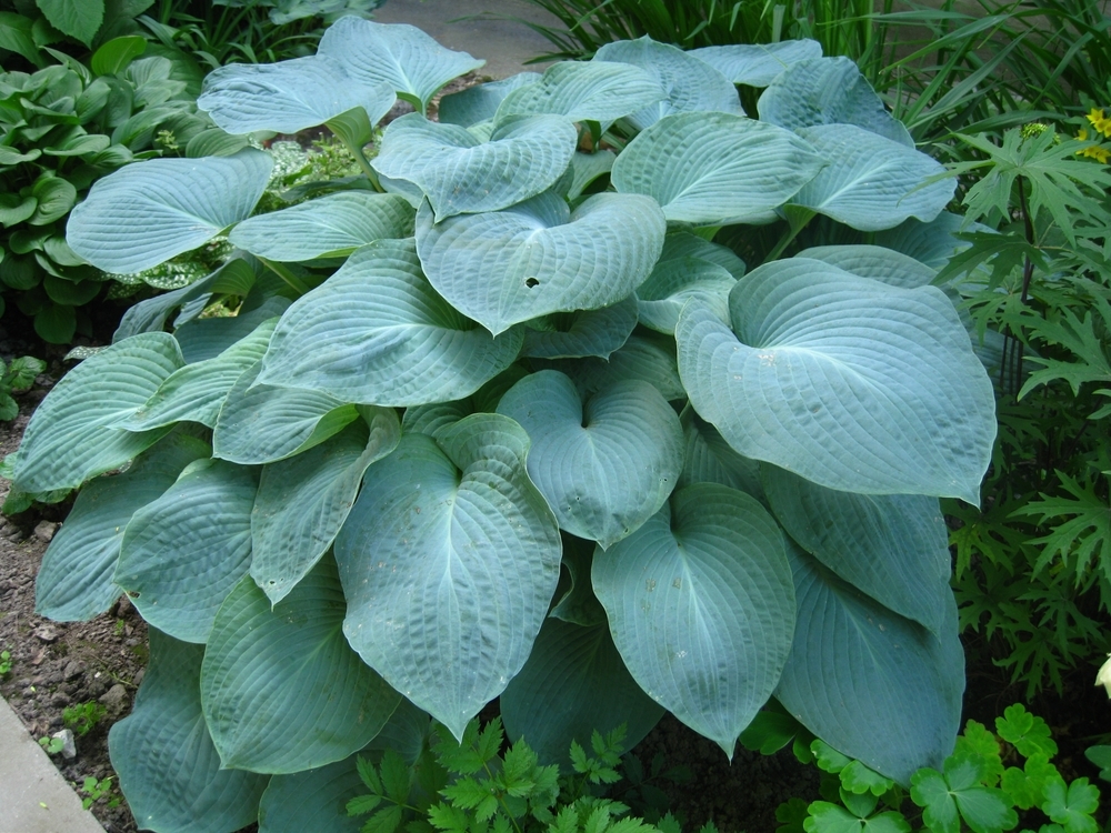 Хоста 'Big Mama'