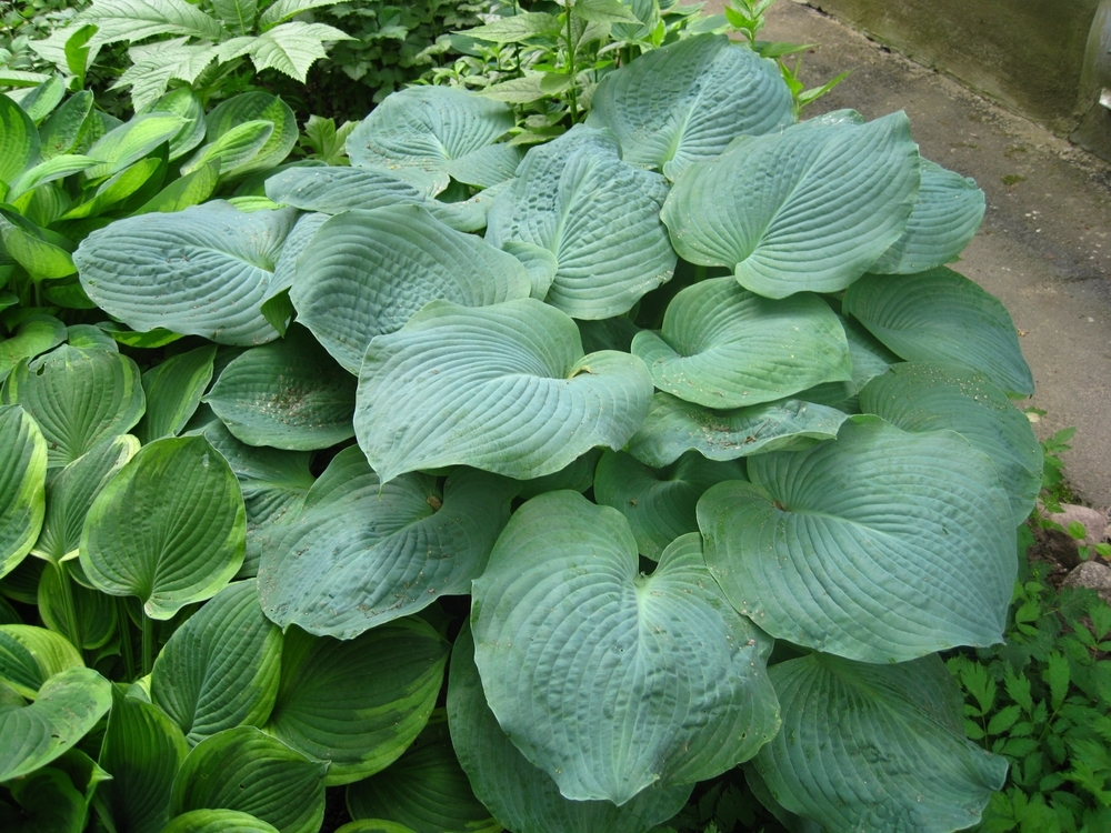 Хоста 'Elegans'