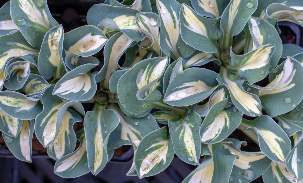 Хоста 'Mouse Trap' 