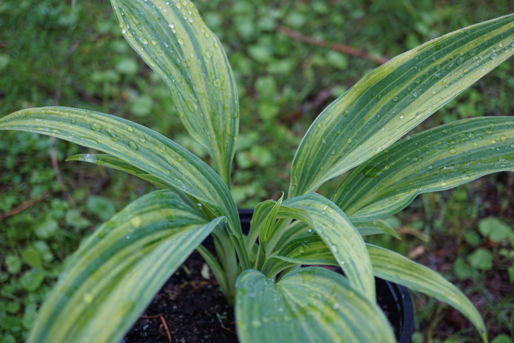 Хоста 'Hyuga-urajiro' 