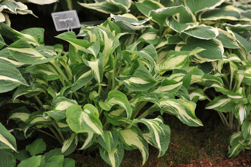 Хоста 'Allegan Fog' 