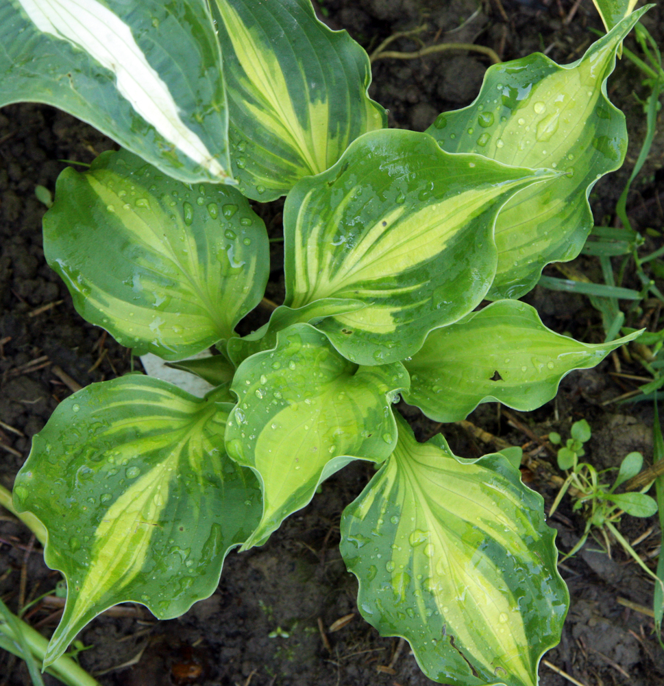 Хоста 'Lakeside Paisley Print' 