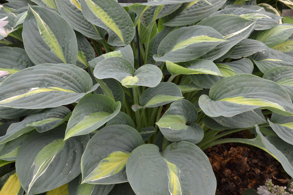 Хоста 'Kiwi Full Monty' 