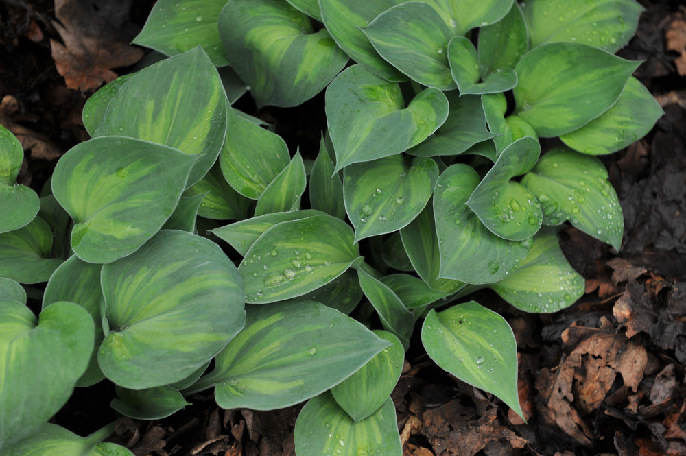 Хоста 'Dinky Donna'