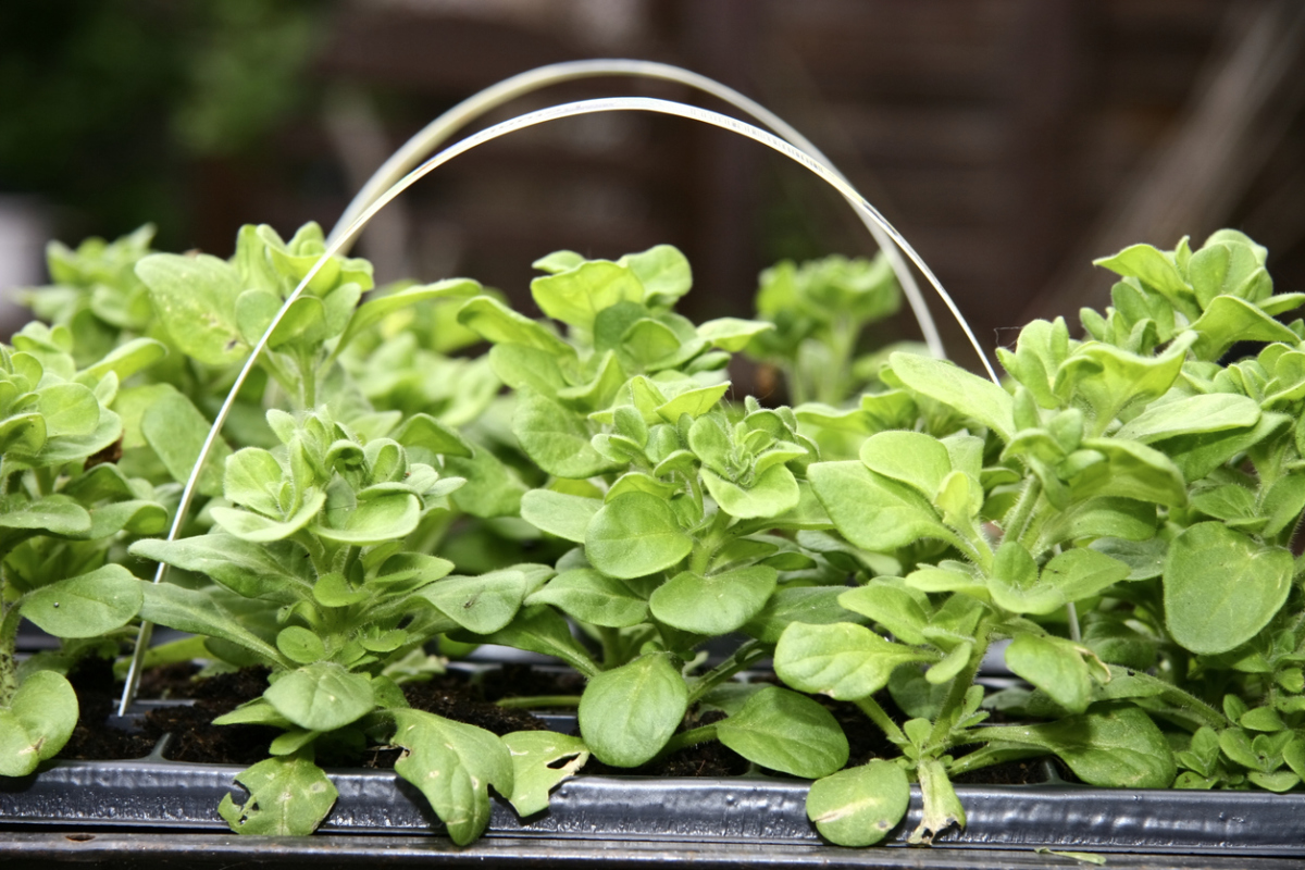 Хорошая рассада петунии