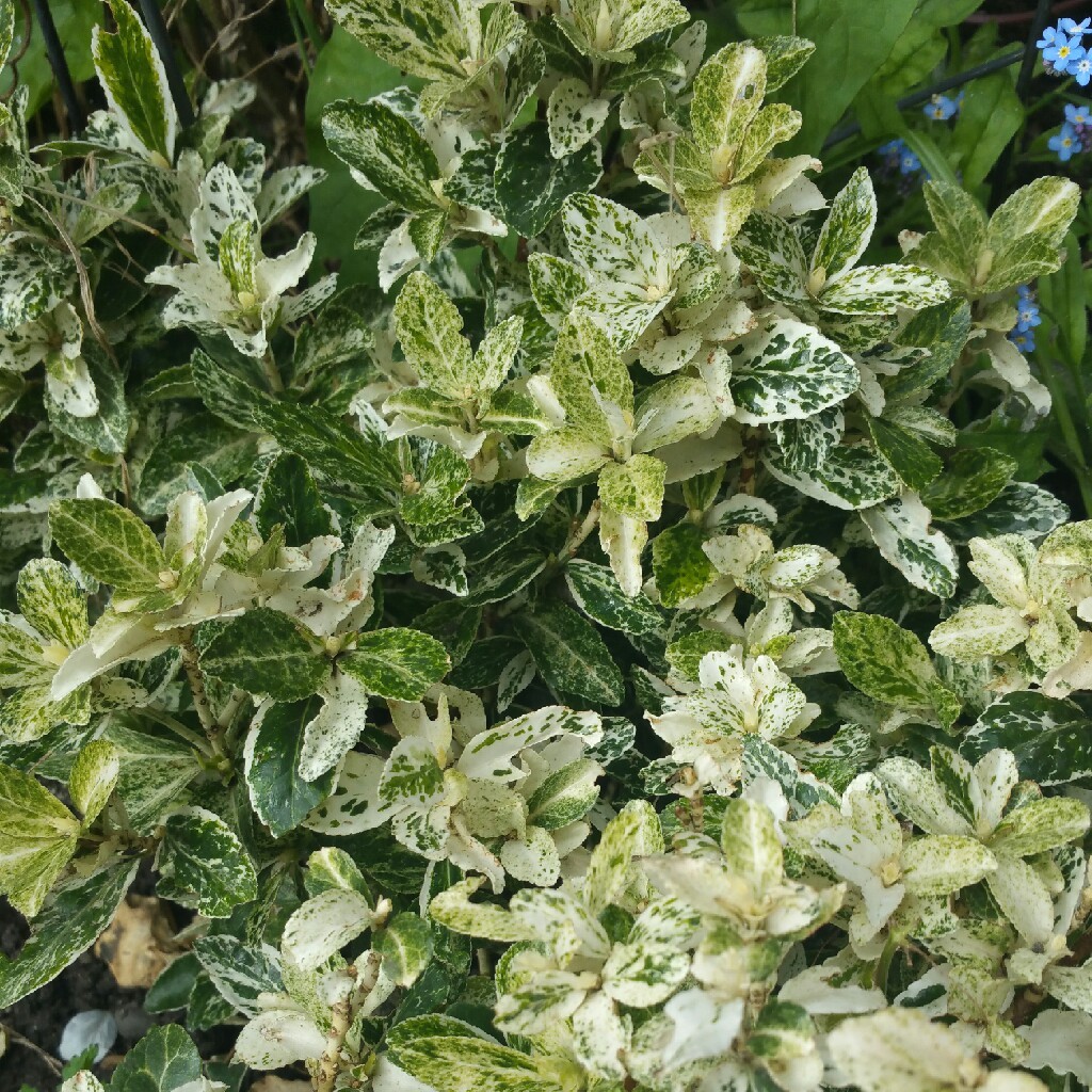 Бересклет Форчуна сорт Harlequin. Фото с сайта gardentags.com