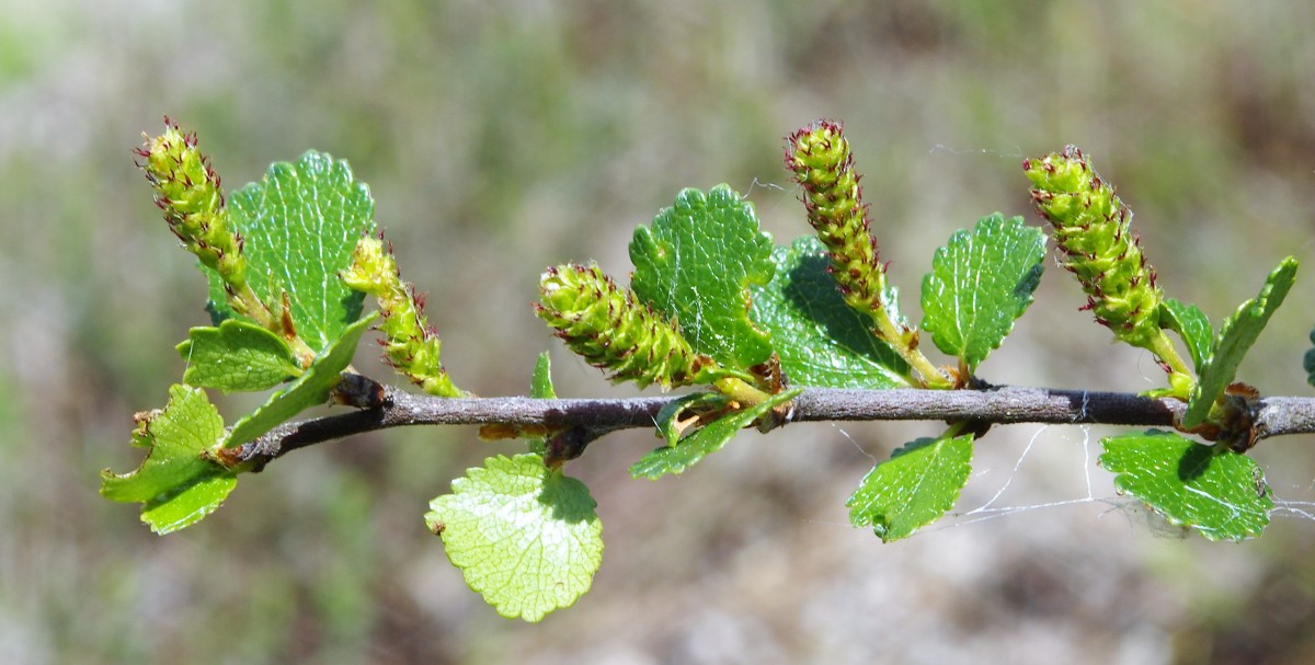 Зреющие серёжки берёзы карликовой. Фото с сайта commons.wikimedia.org