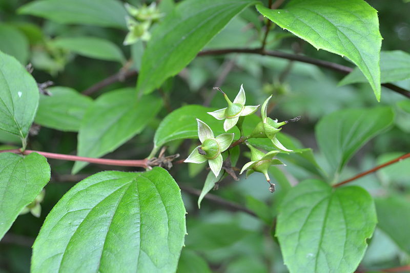 Плоды чубушника венечного. Фото с сайта commons.wikimedia.org