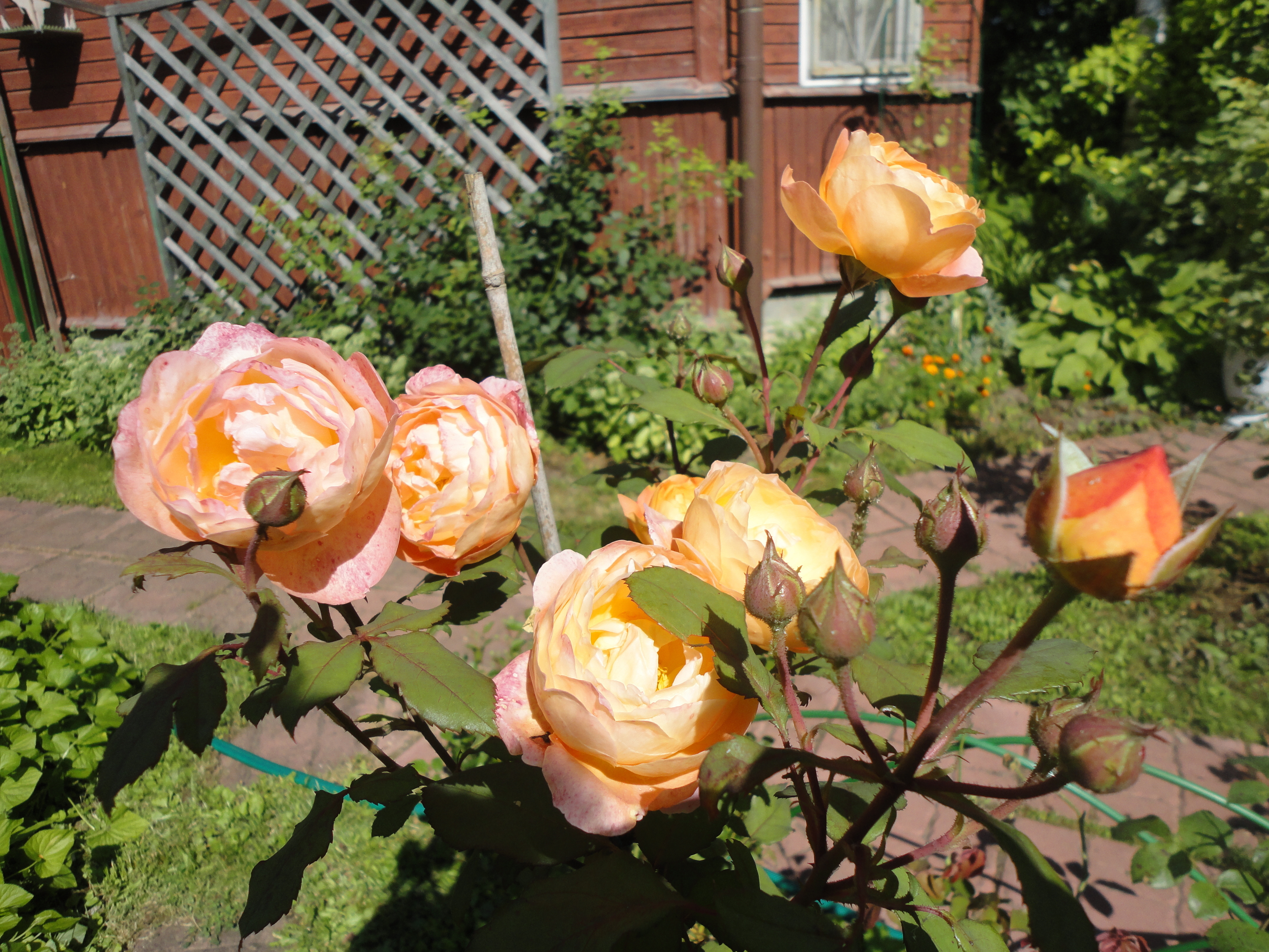 Куст английской розы в моем саду выращивается отдельно как солитер (сорт 'Lady Emma Hamilton')