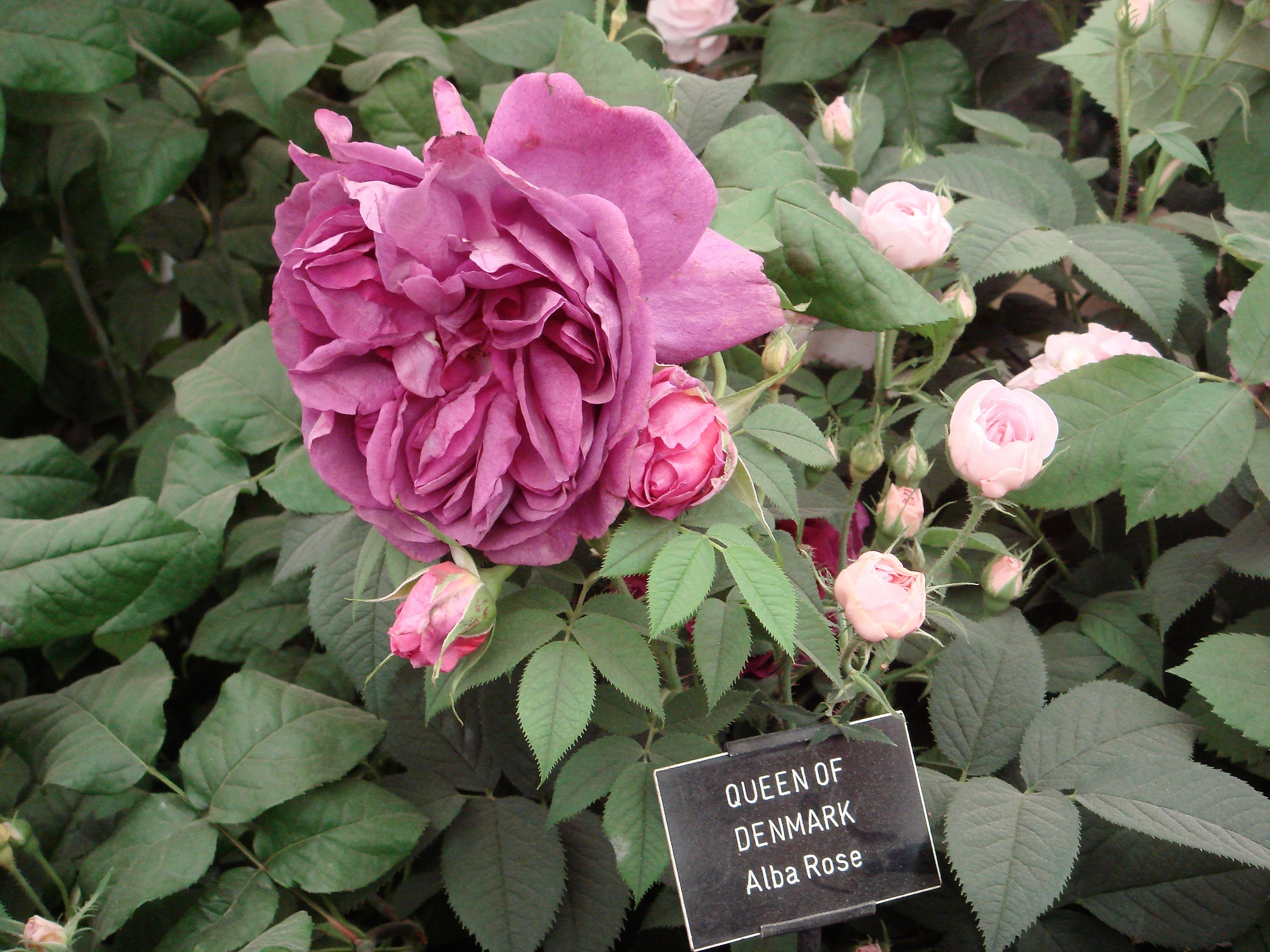 Роза 'Queen of Denmark' — гибрид видовой розы 'Alba'. Использовалась в гибридизации английских роз