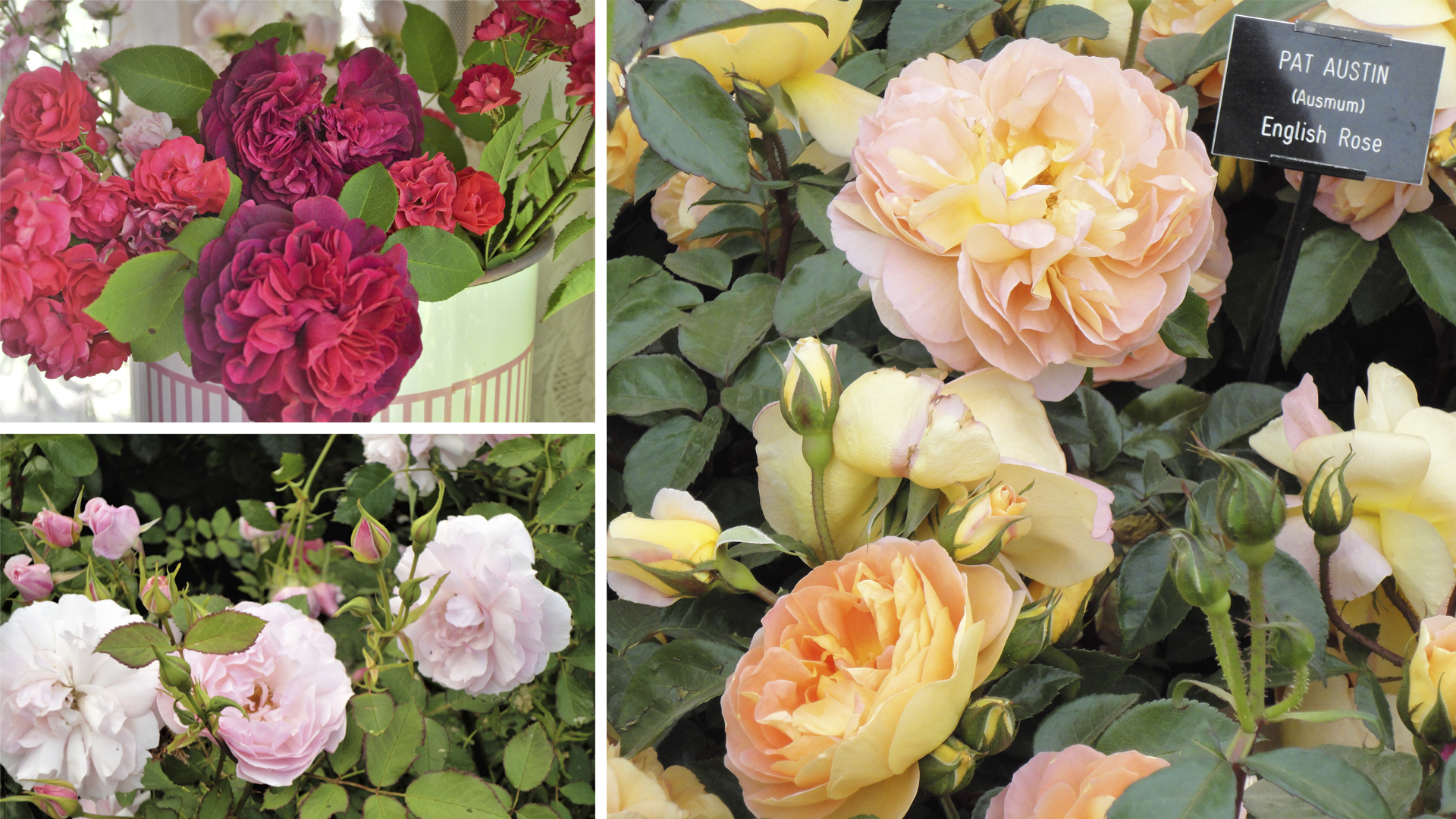 Слева вверху — одна из лучших пурпурных роз 'William Shakespeare 2000'; слева внизу — сорт 'Mary Rose', один из первых в линейке английских роз. Справа — сорт 'Pat Austin', назван в честь жены оригинатора