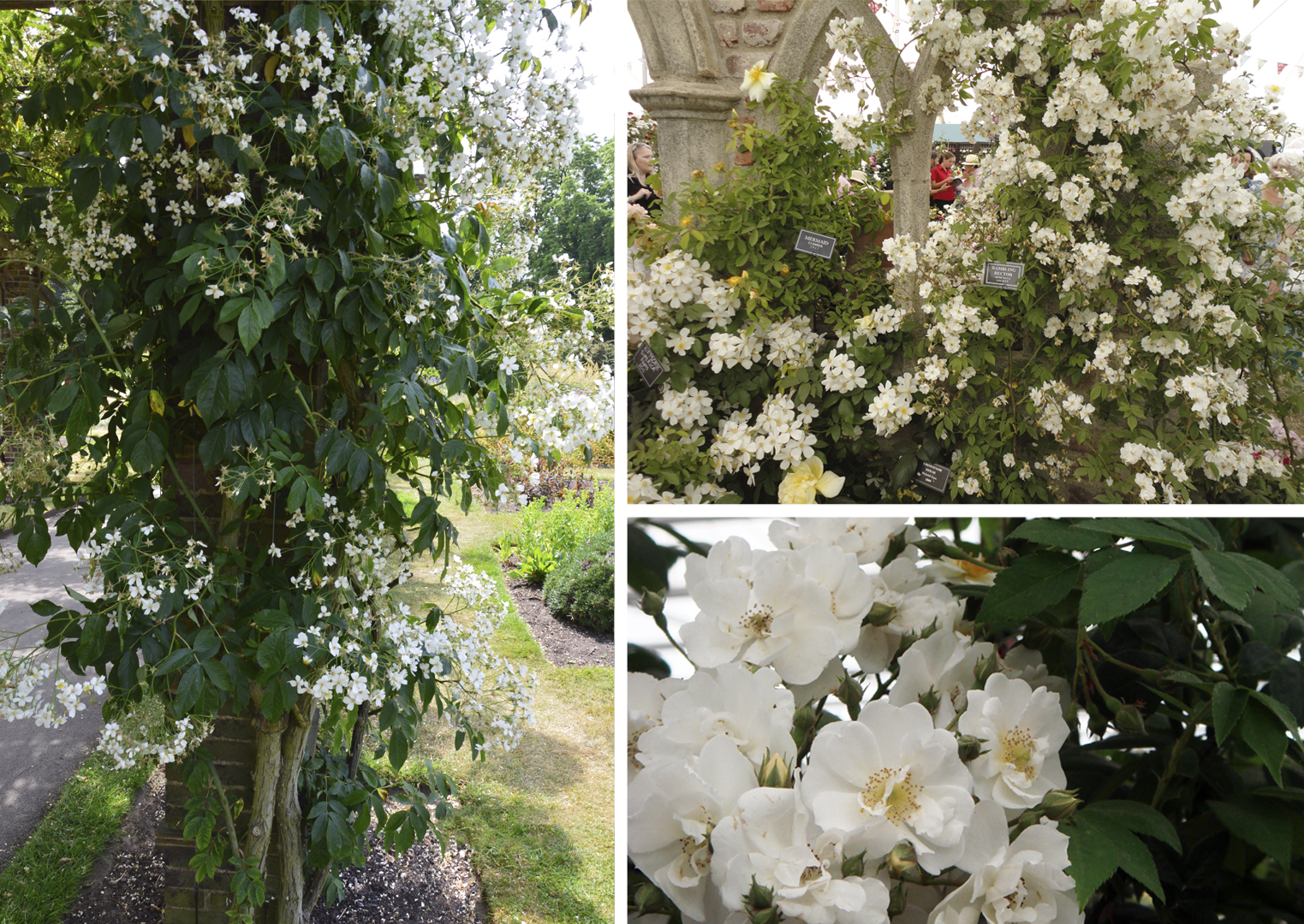 Слева: типичный рамблер. Справа: известный рамблер 'Rambling Rector'