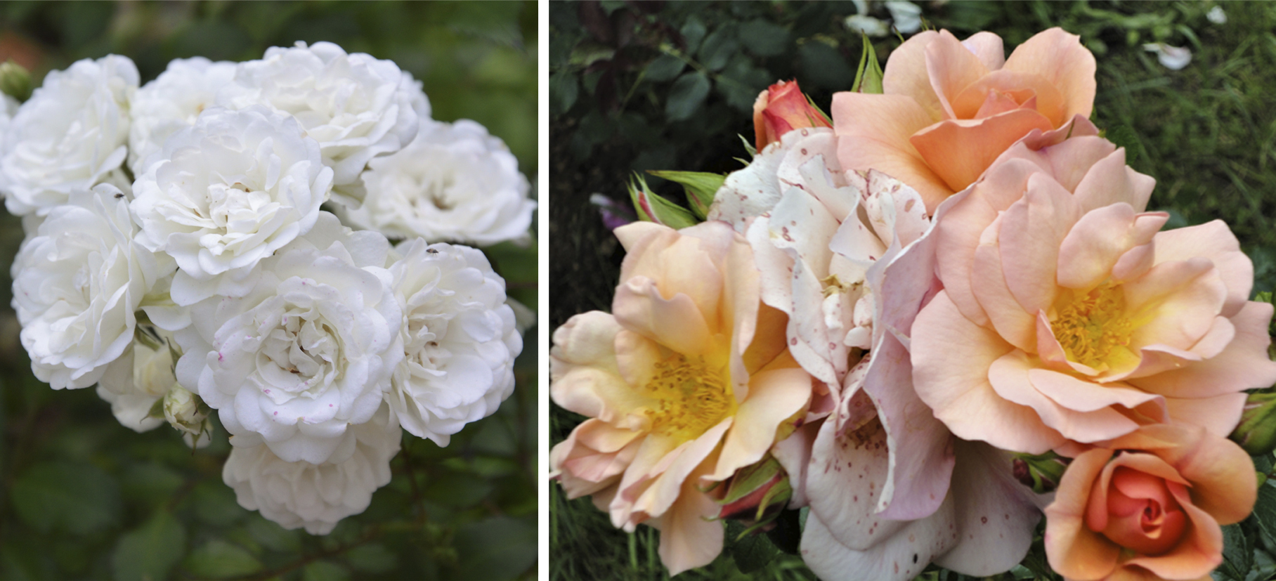 Слева — роза 'Prosperity'; справа — 'Buff Beauty'.