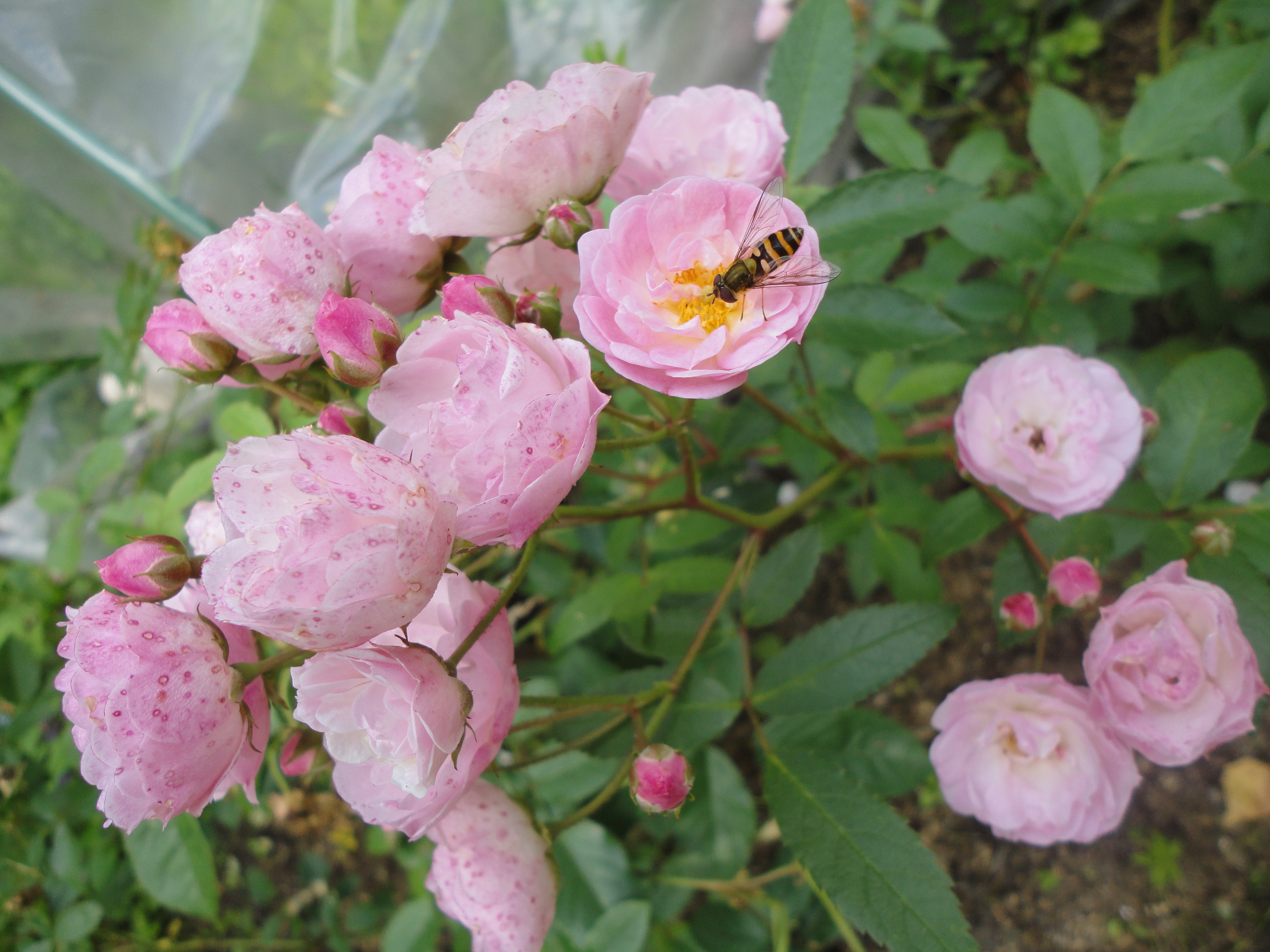 Кисть мускусной розы сорта 'Heavenly Pink'. Фото 