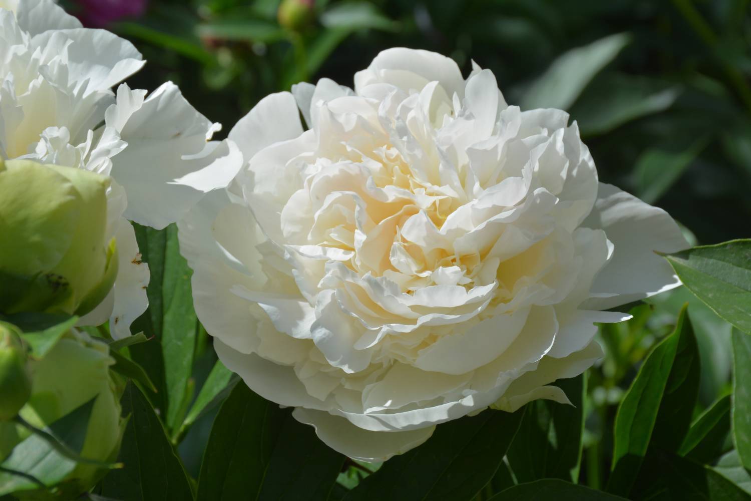 'Marilla Beauty' — сорт позднего цветения, победитель показа на выставке пионов в 2019 г. Фото с сайта gardengallereya.ru