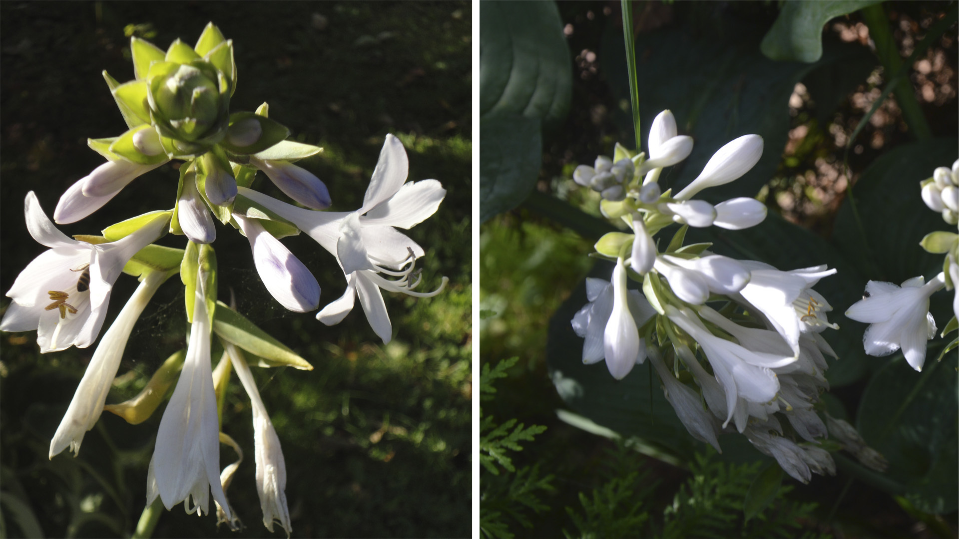 Ароматные цветки 'Kiwi Full Monty' словно маленькие лилии (слева), цветки 'Elegance' похожи на гиацинт. Фото 