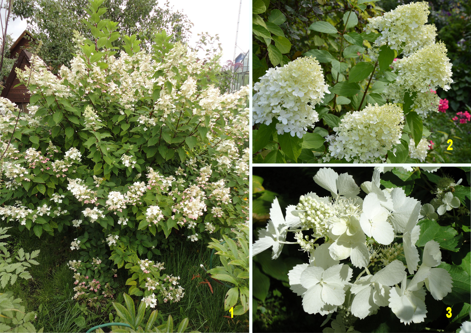 Гортензии метельчатые для белого сада: Kyushu (1), Limelight (2), White Lady (3). Фото автора