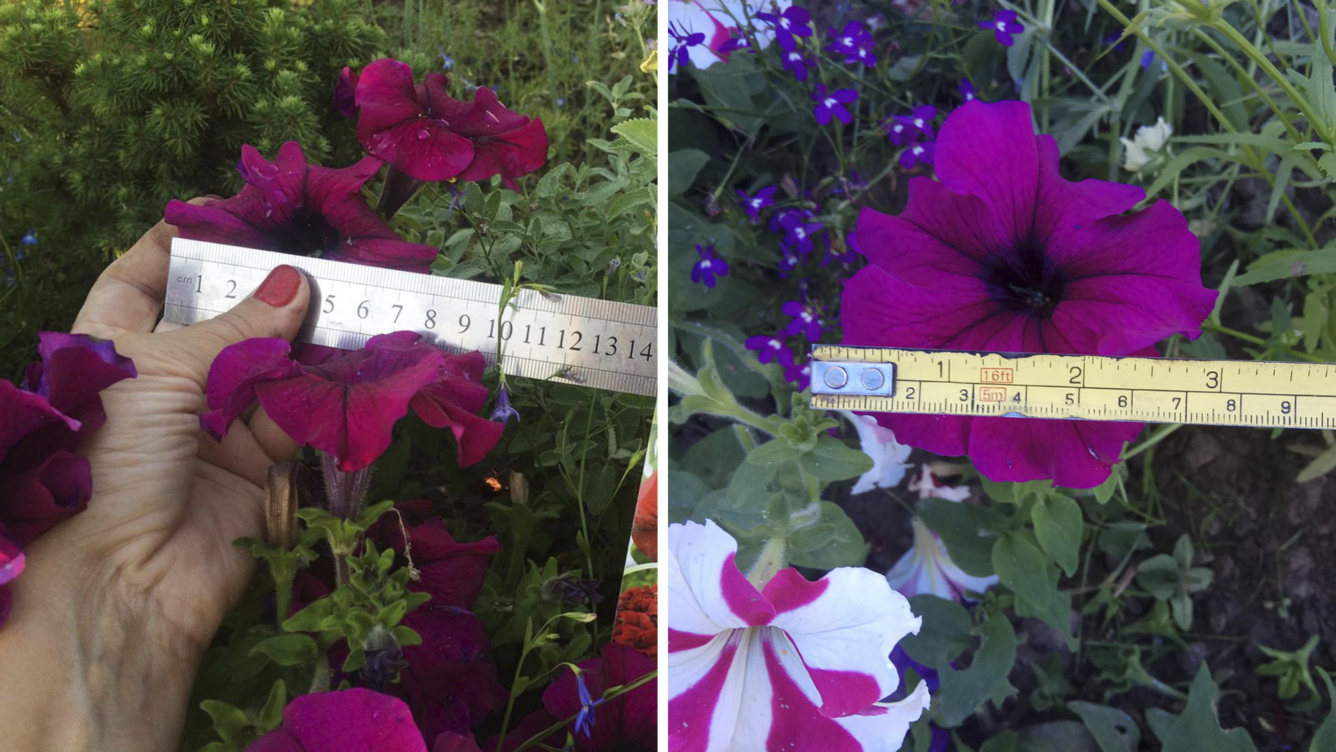 Размер цветка комплиментунии Бургунди F1. Слева фото morskaya, справа - Евгения Кучерова (EvgeniyKucherov)