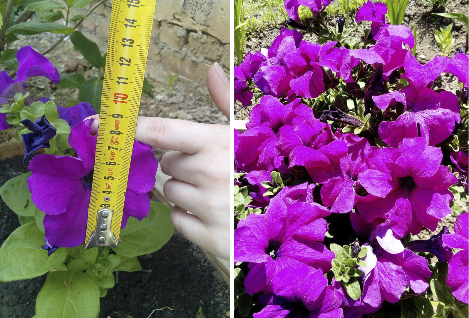 Размер цветков и внешний вид всего растения сильно зависит от внешних условий. Слева фото Сухонюк Елены (ELENA76, г. Краснодар), справа - Екатерины (KatyaK, г. Орёл)