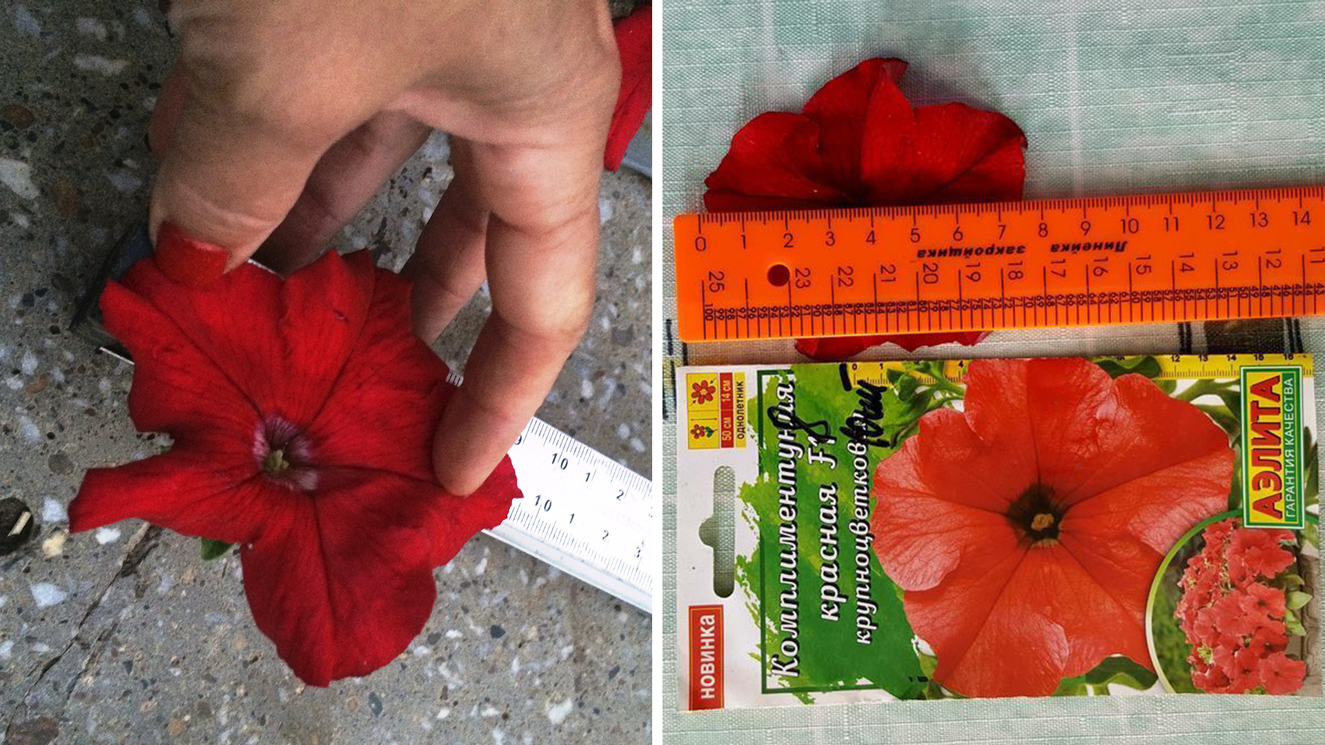 Размер цветка комплиментунии Красная F1. Слева фото morskaya, слева - Людмилы Бывальцевой (Lyudmila54, г. Омск)
