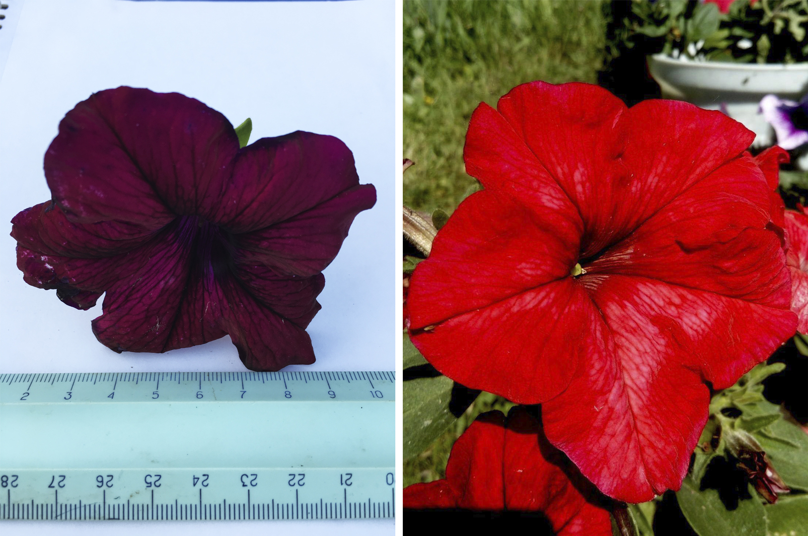 Яркие и крупные цветки комплиментунии Винно-красная F1. Слева фото KozlovaElena (г. Москва), справа - KatyaK