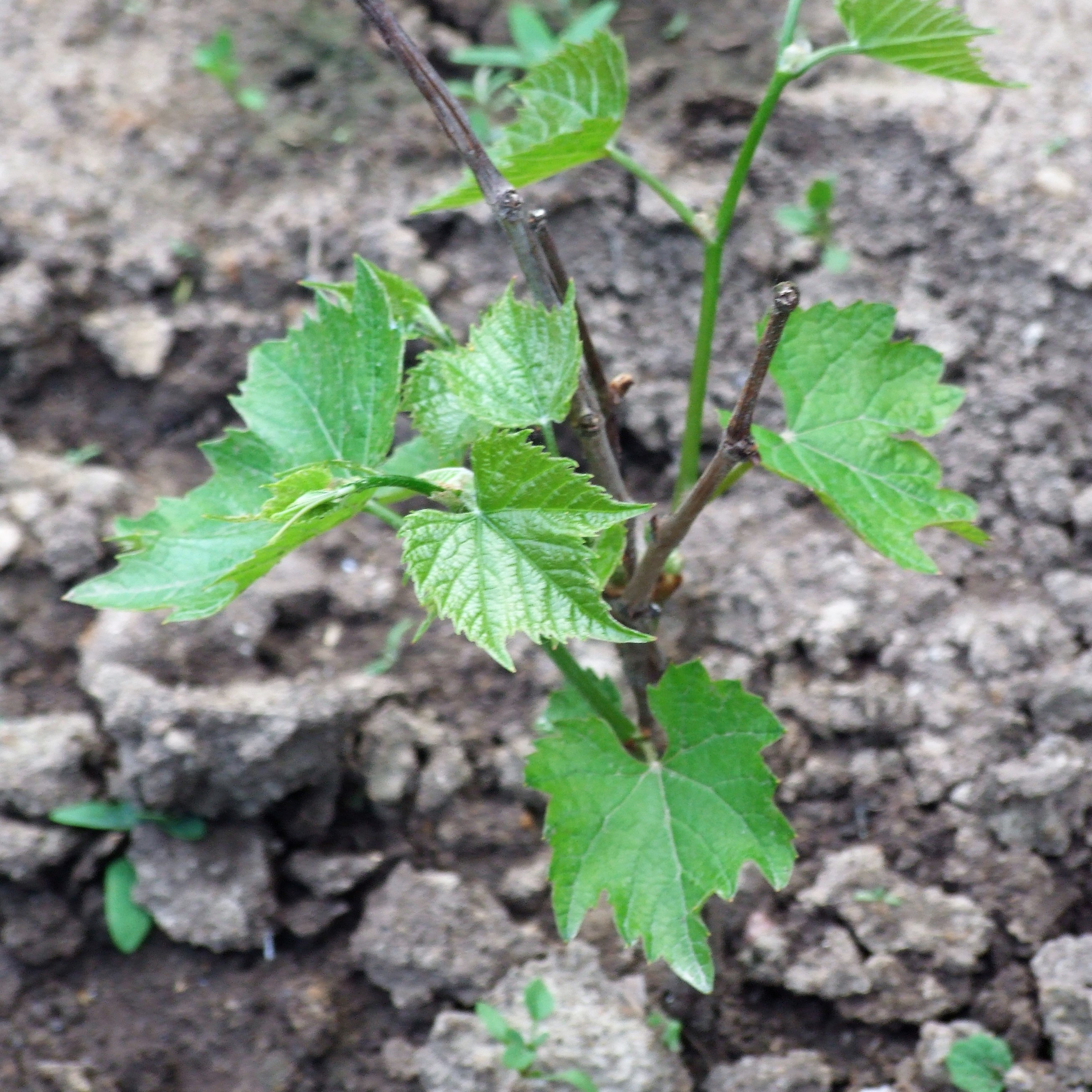 Виноград не слишком нуждается в частых подкормках в любом возрасте. Фото автора