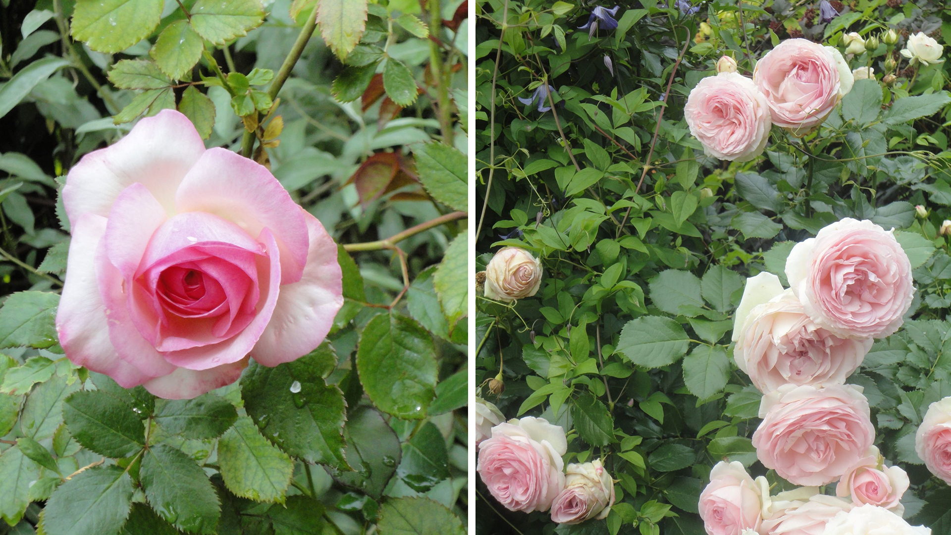 Слева: цветки 'Pierre de Ronsard' в полуроспуске поражают своим совершенством и изысканностью. Справа: крупные, плотно набитые цветки. Фото 