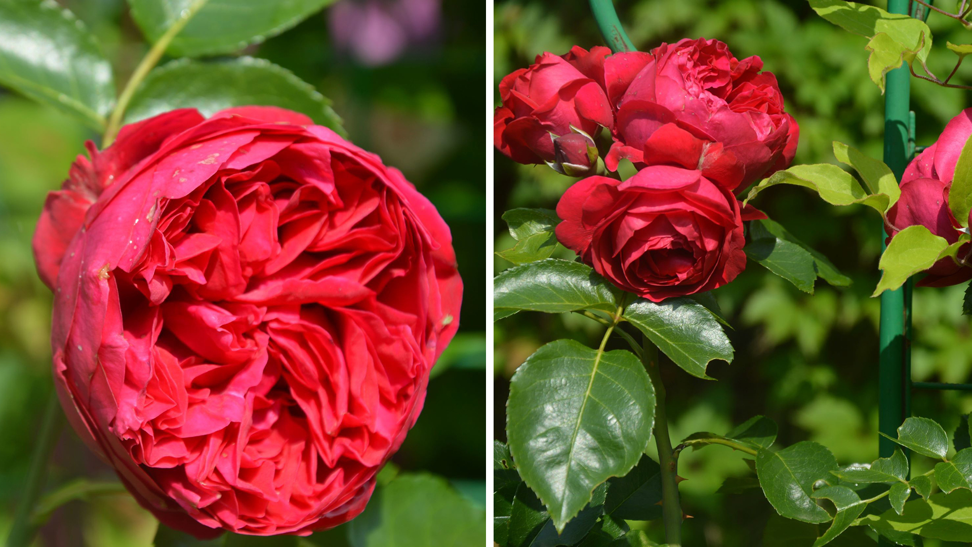 Цветки розы 'Red Eden Rose' напоминают по форме сорт 'Eden Rose 85', но отличаются по цвету. Фото 