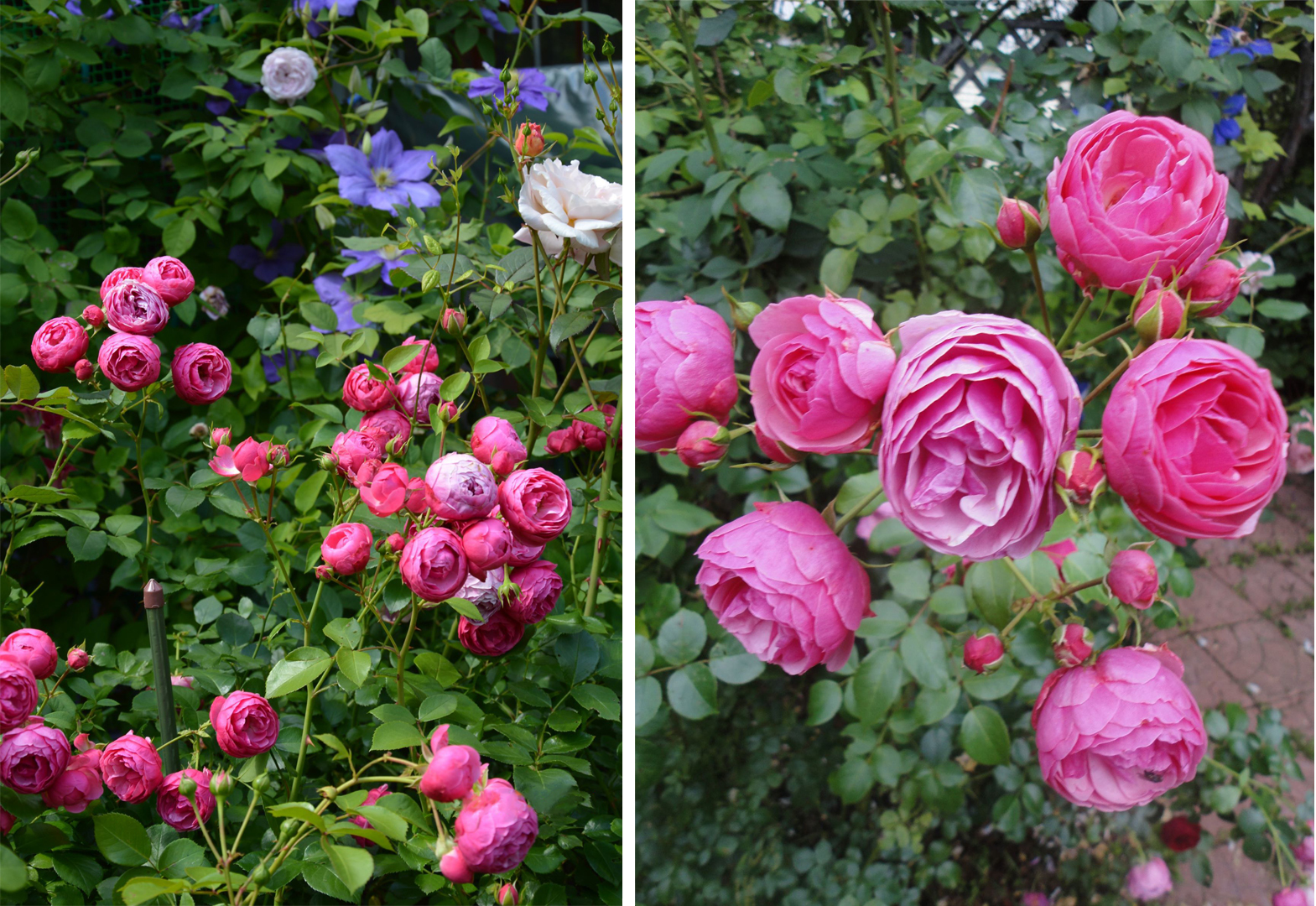 'Pomponella' цветет все лето небольшими розовыми шариками-помпонами ностальгической формы. Фото 