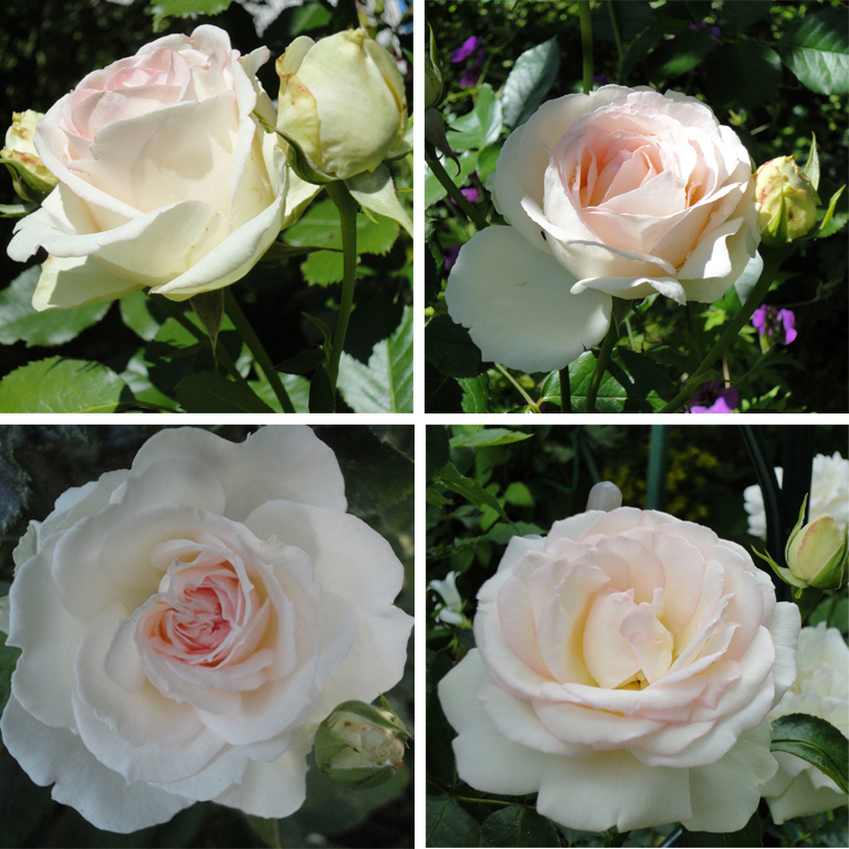 Разные стадии роспуска цветка розы 'Palais Royal'. Фото 