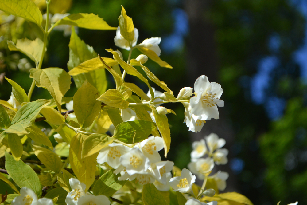 Чубушник венечный с золотистой листвой