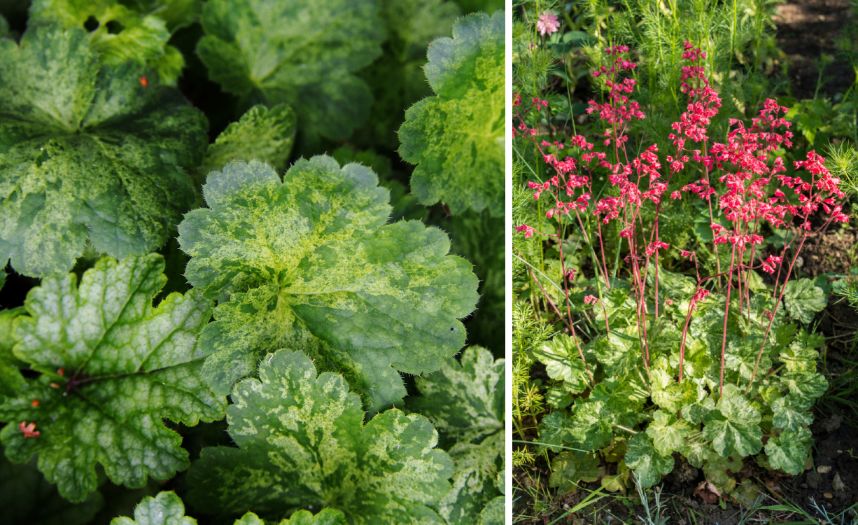 Гейхера Hercules