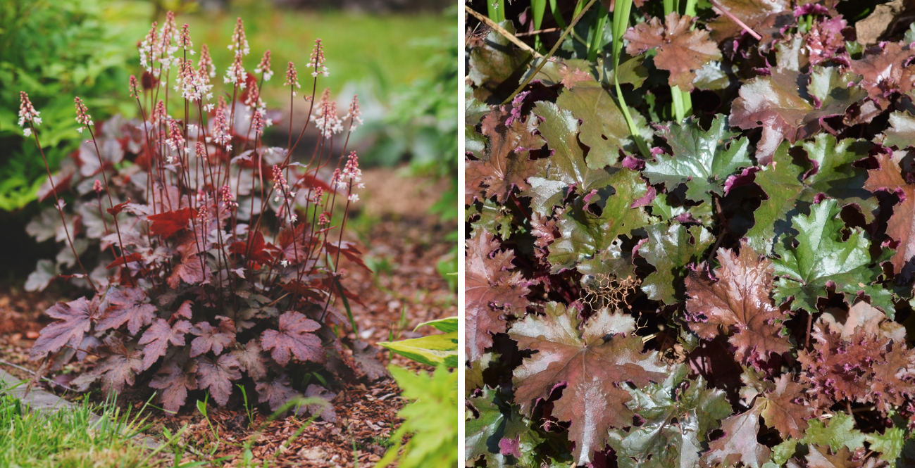 Гейхера Chocolate Ruffles