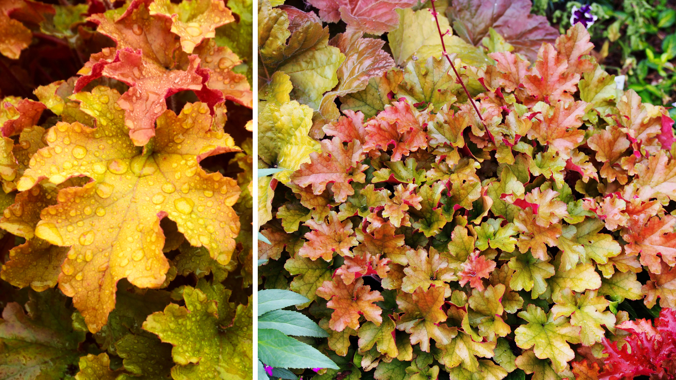 Гейхера Marmalade