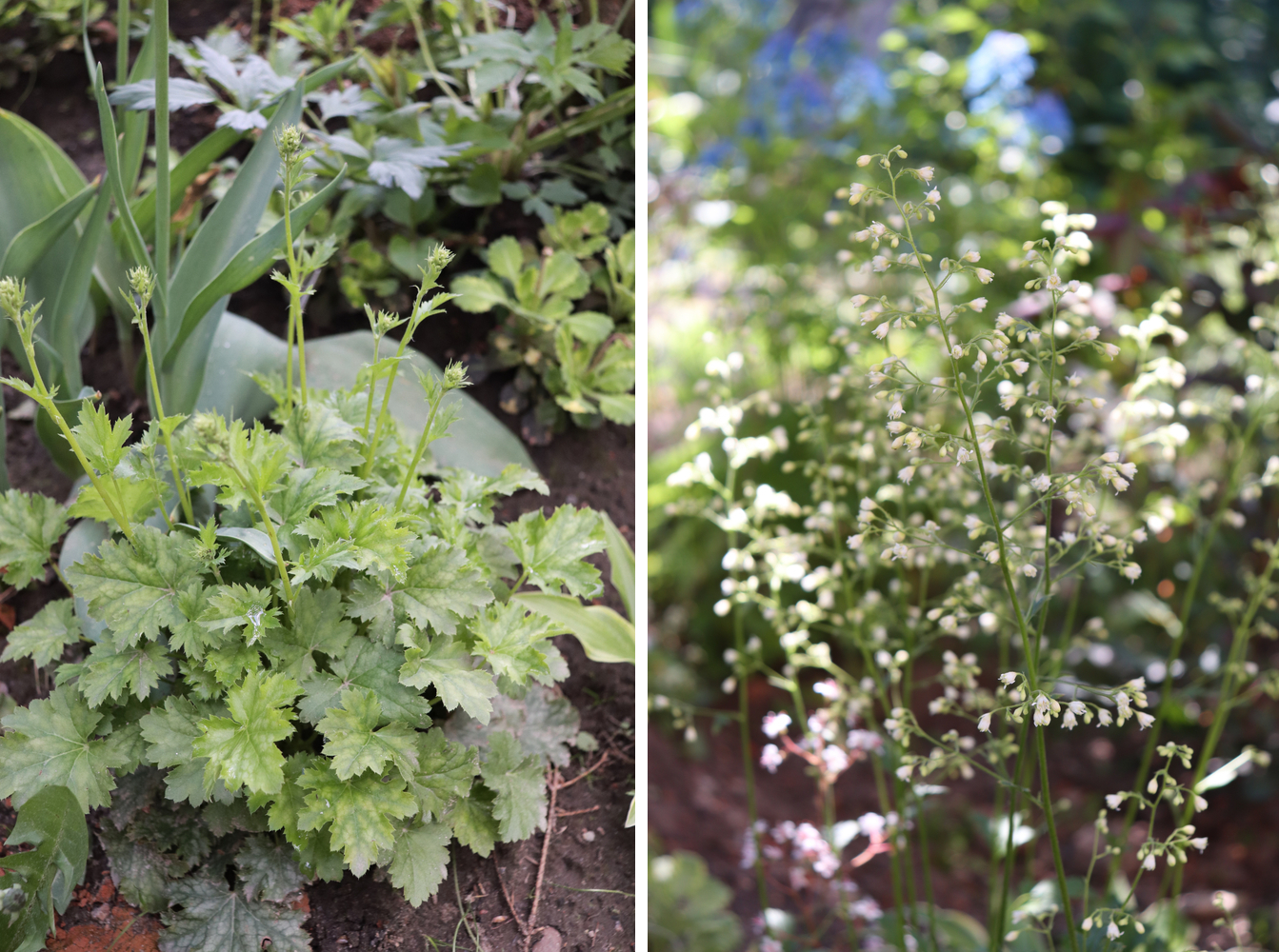 Гейхера Apple Crisp