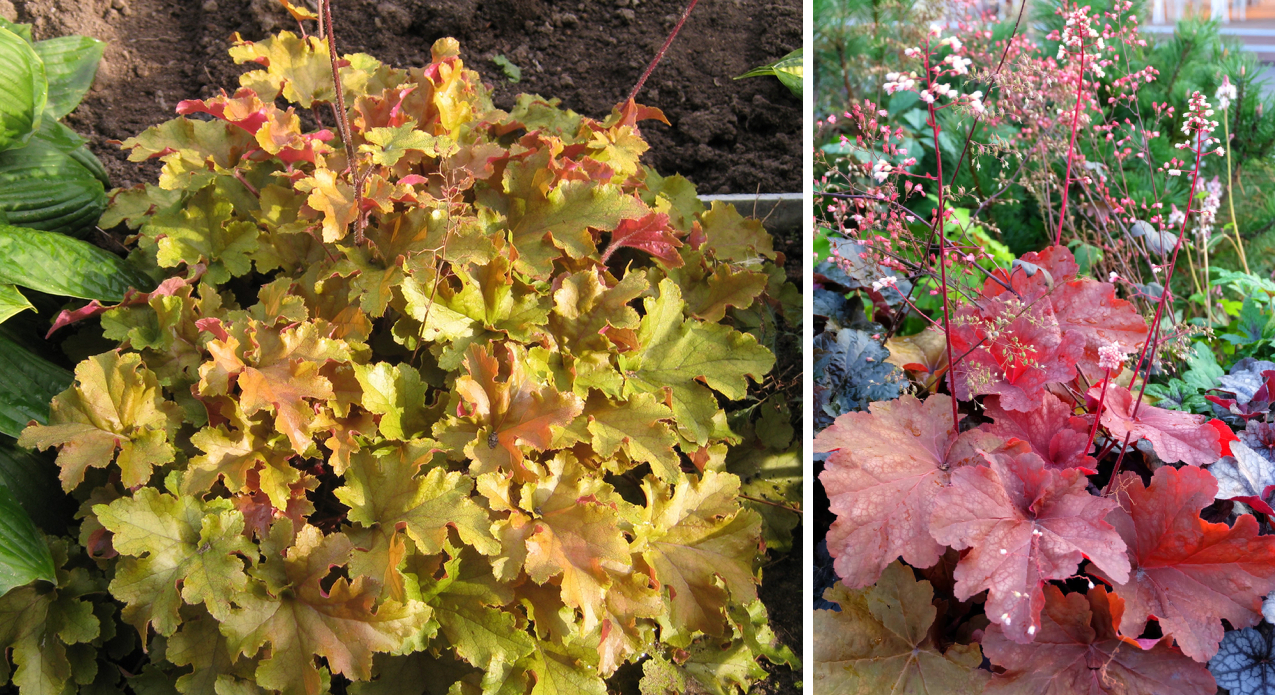 Переменчивая гейхера Caramel