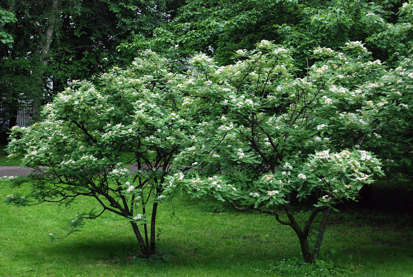 Rowan Köhne na jaře. Fotografie z landscapeplants.oregonstate.edu