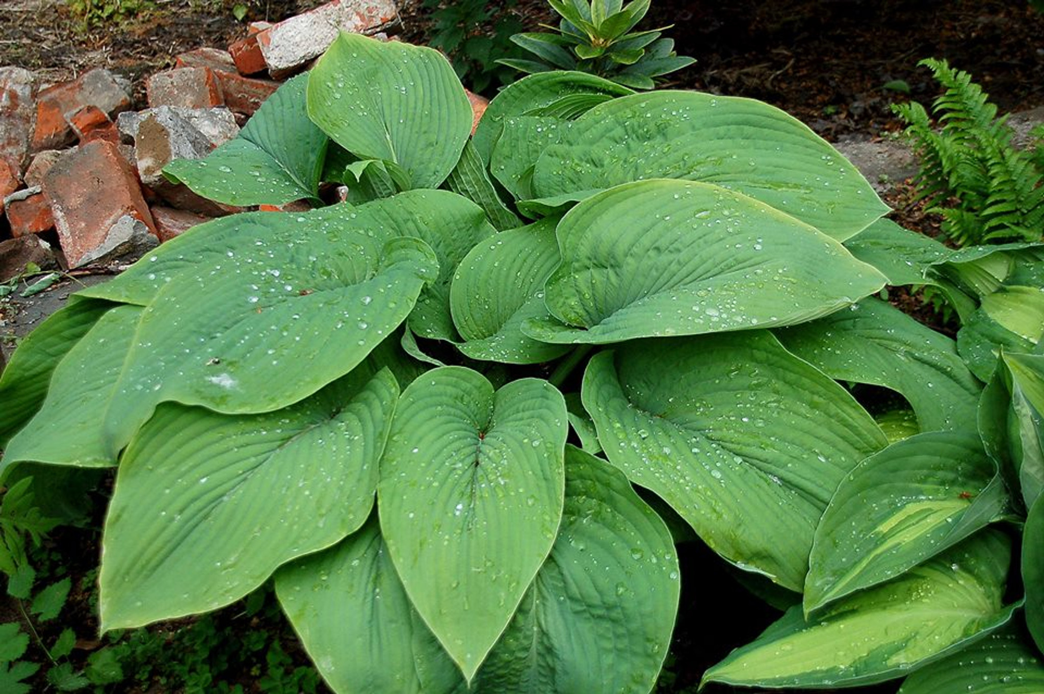 Хоста 'Abiqua Elephant Ears'. Фото с сайта hostachoicegardens.com