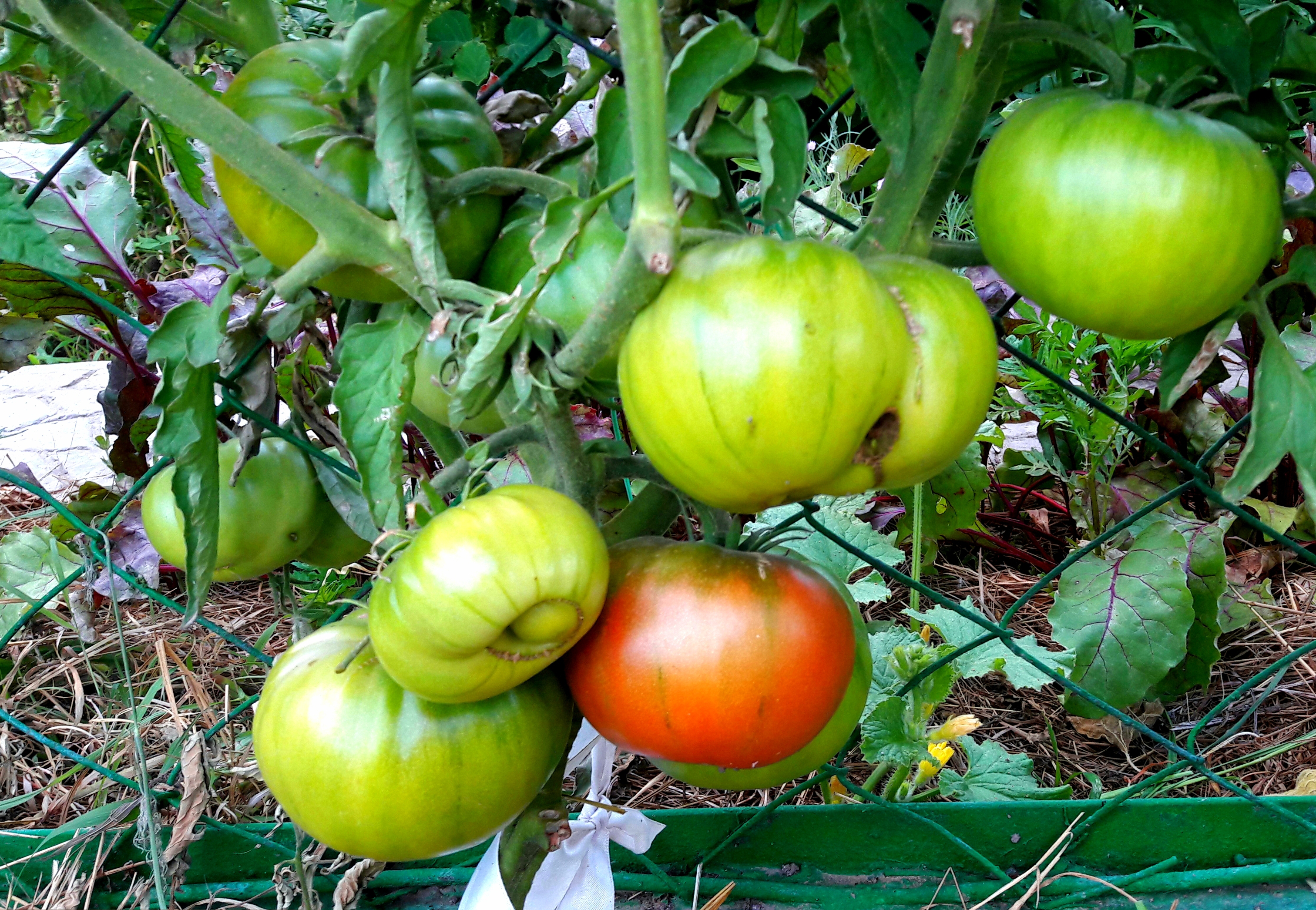 Под томатами растут свекла и бархатцы. Фото Галины ()