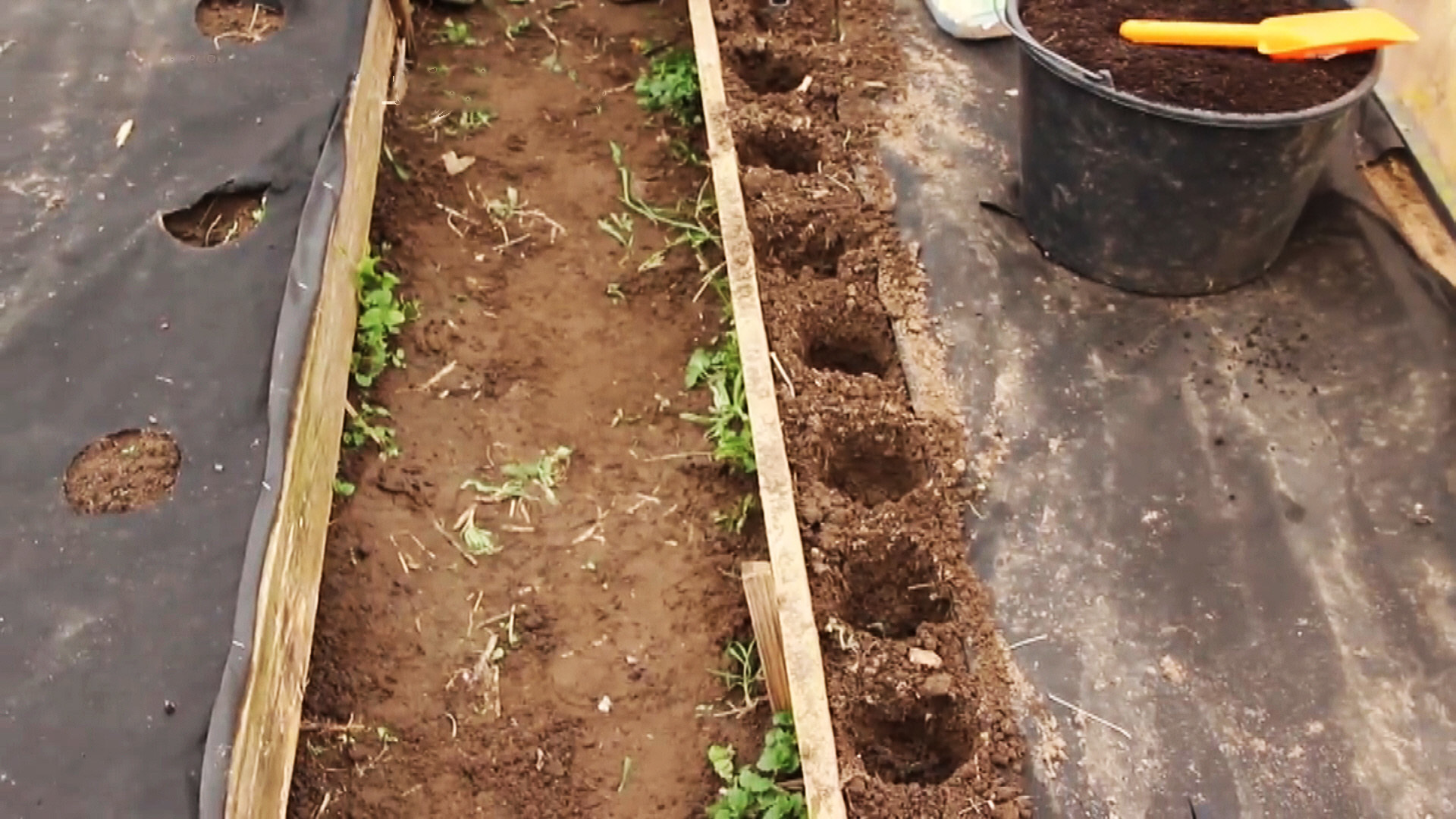 Фрагмент грядки, подготовленной для посадки томатов, с лунками для подсева редиса. Стоп-кадр из видеоролика с YouTube-канала «Во саду ли, в огороде» 