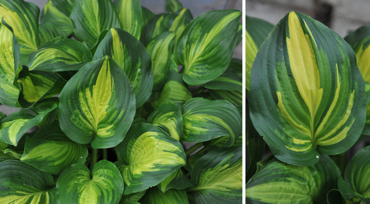 Хоста 'Center of Attention' 