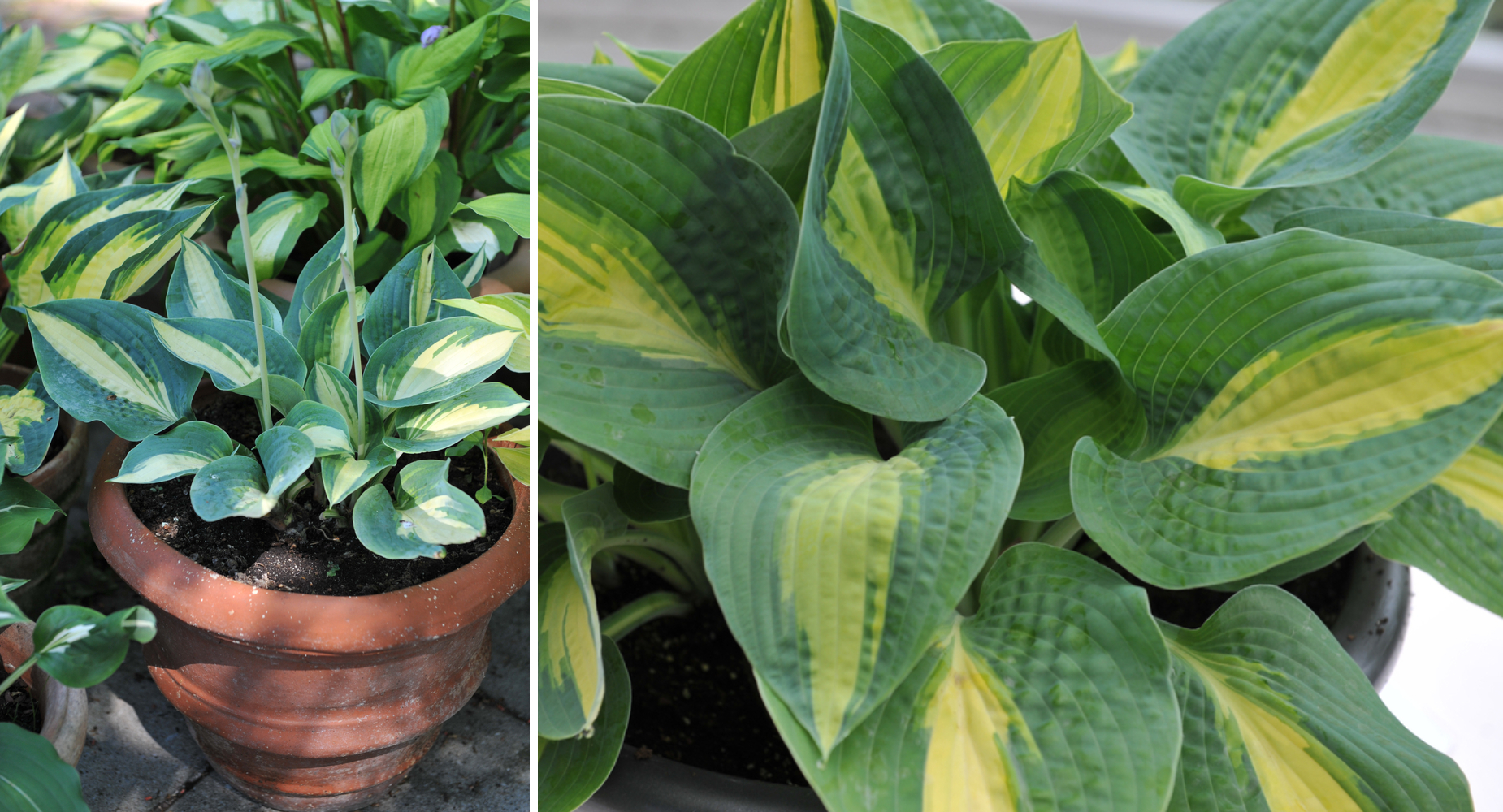 Хоста 'Chain Lightning' 