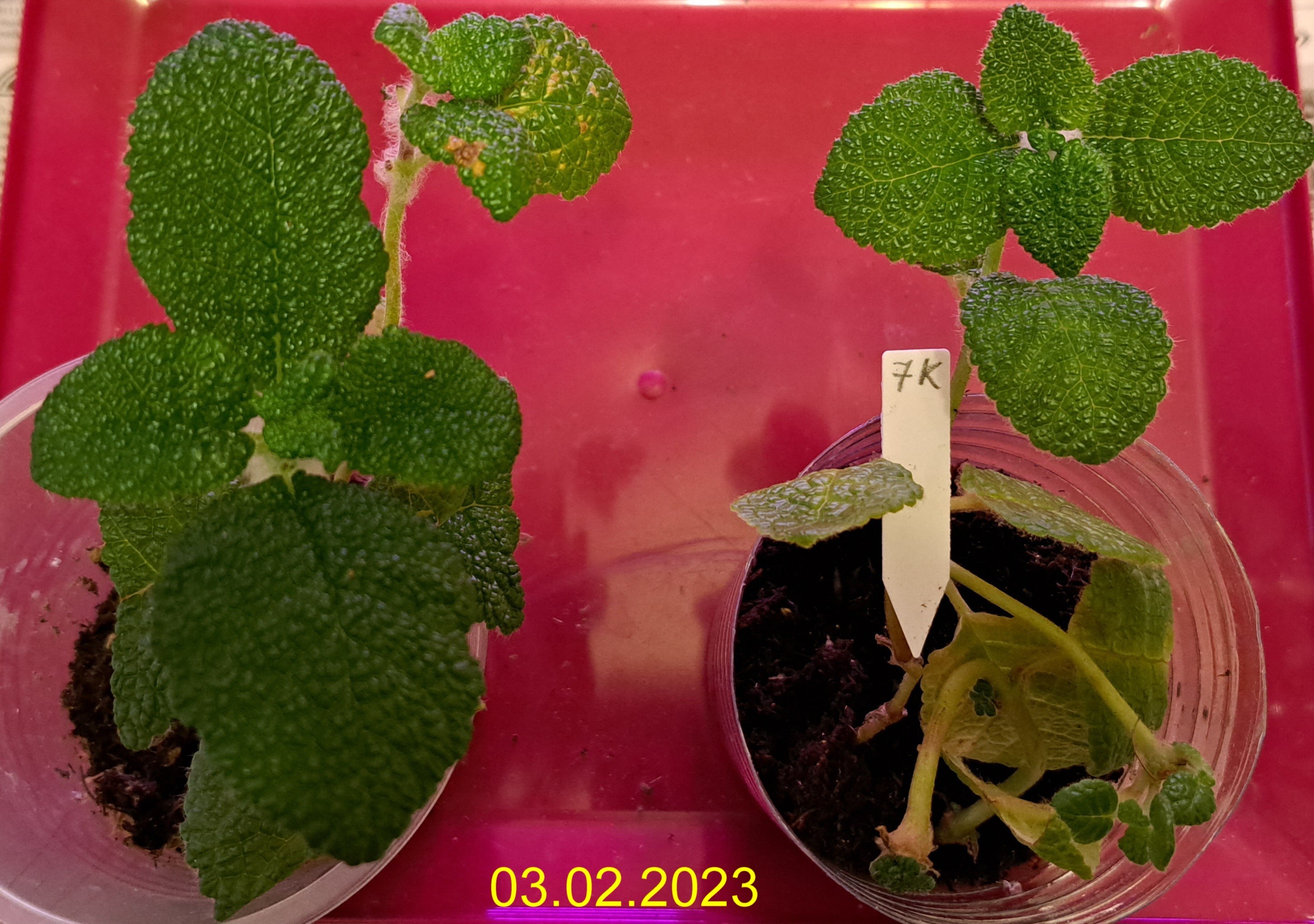 Слева тестовое растение, справа — контрольное
