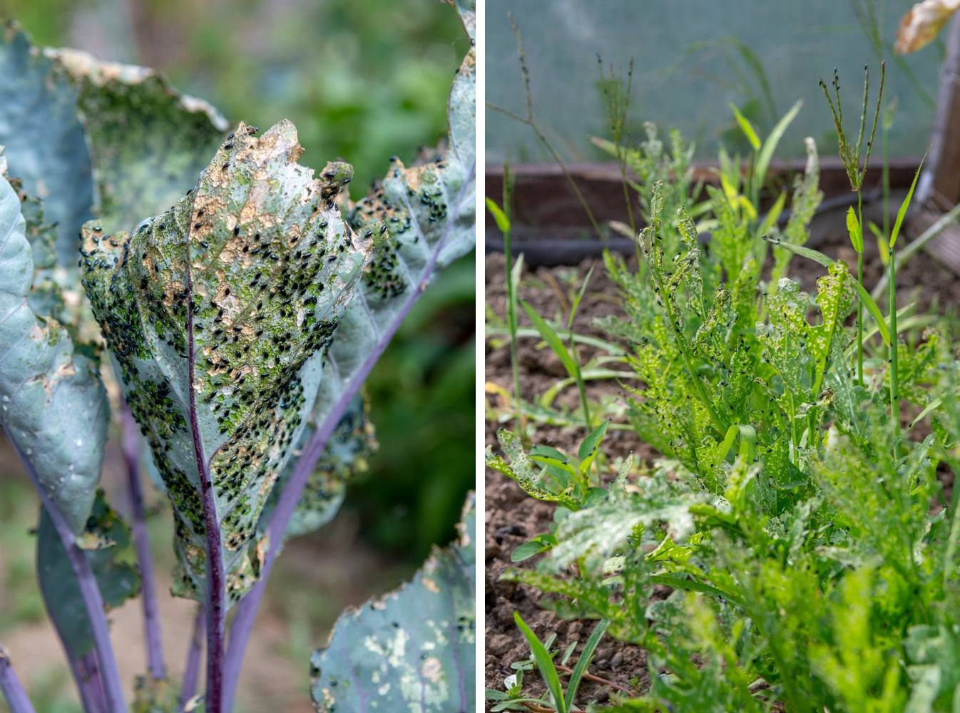 Крестоцветные блошки: слева — на листьях кольраби, справа — на руколе