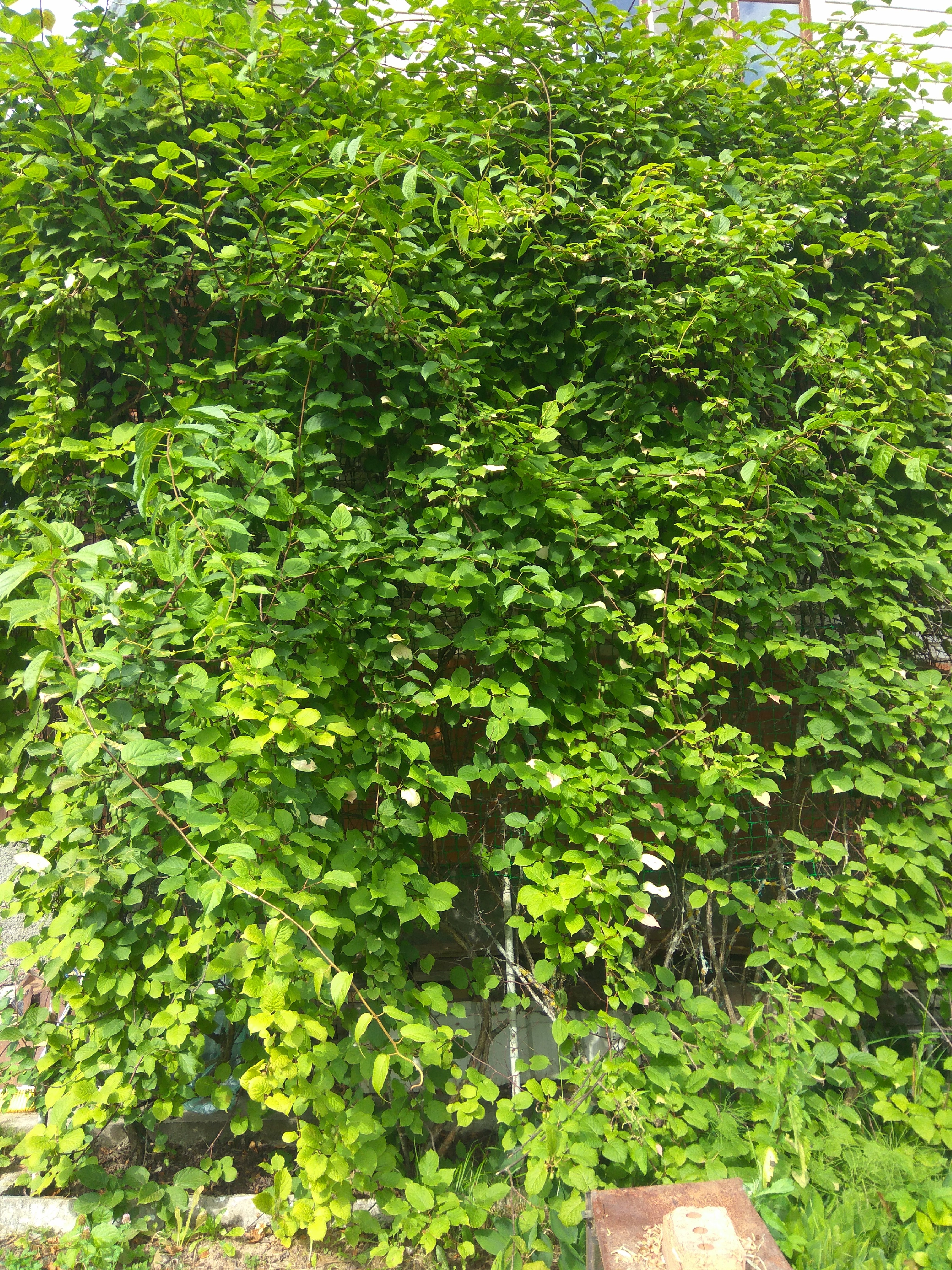 Вот они, мои красавицы и красавчик, правда, кто и где разобрать очень сложно