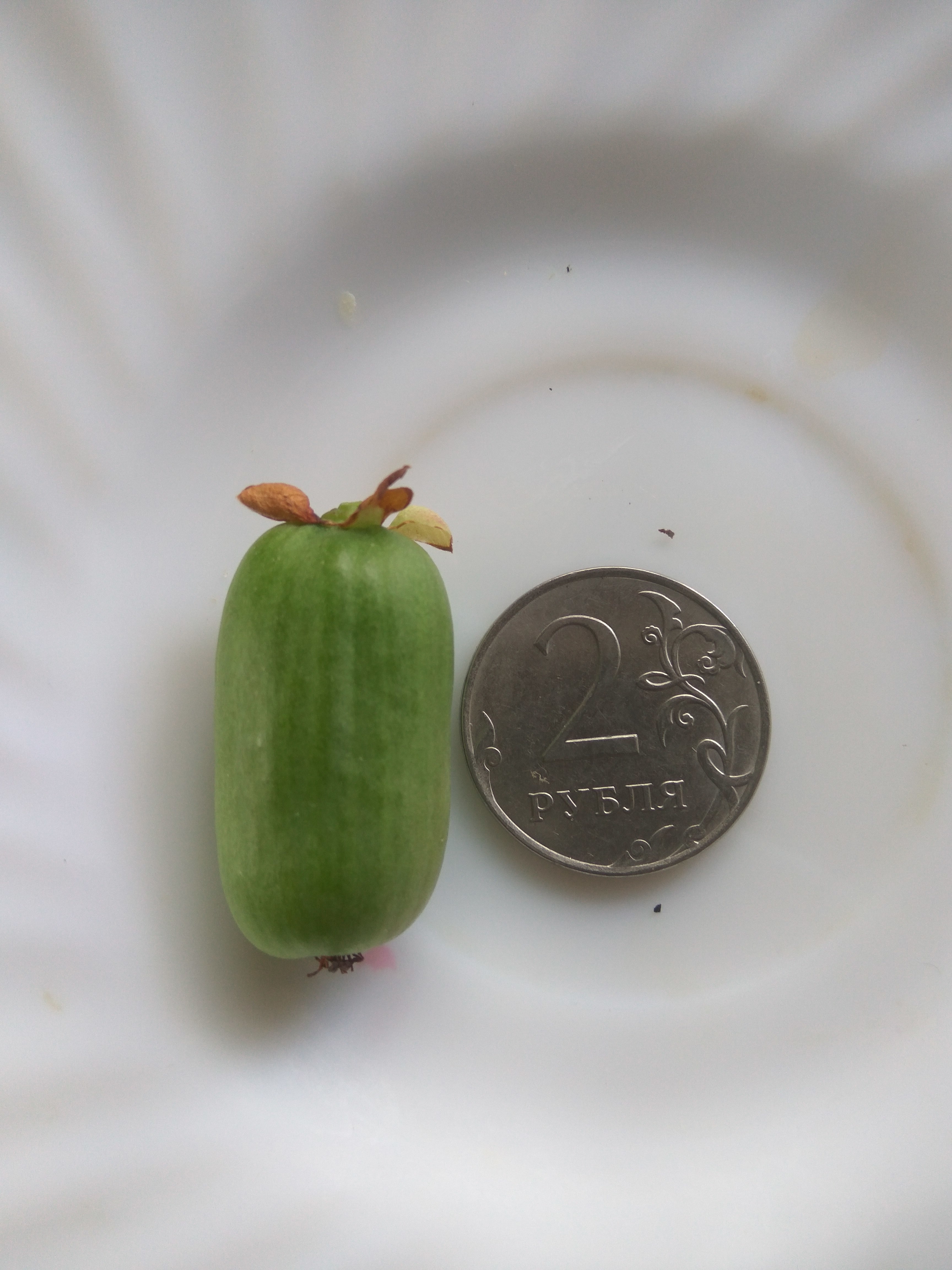 А это размер одной ягоды