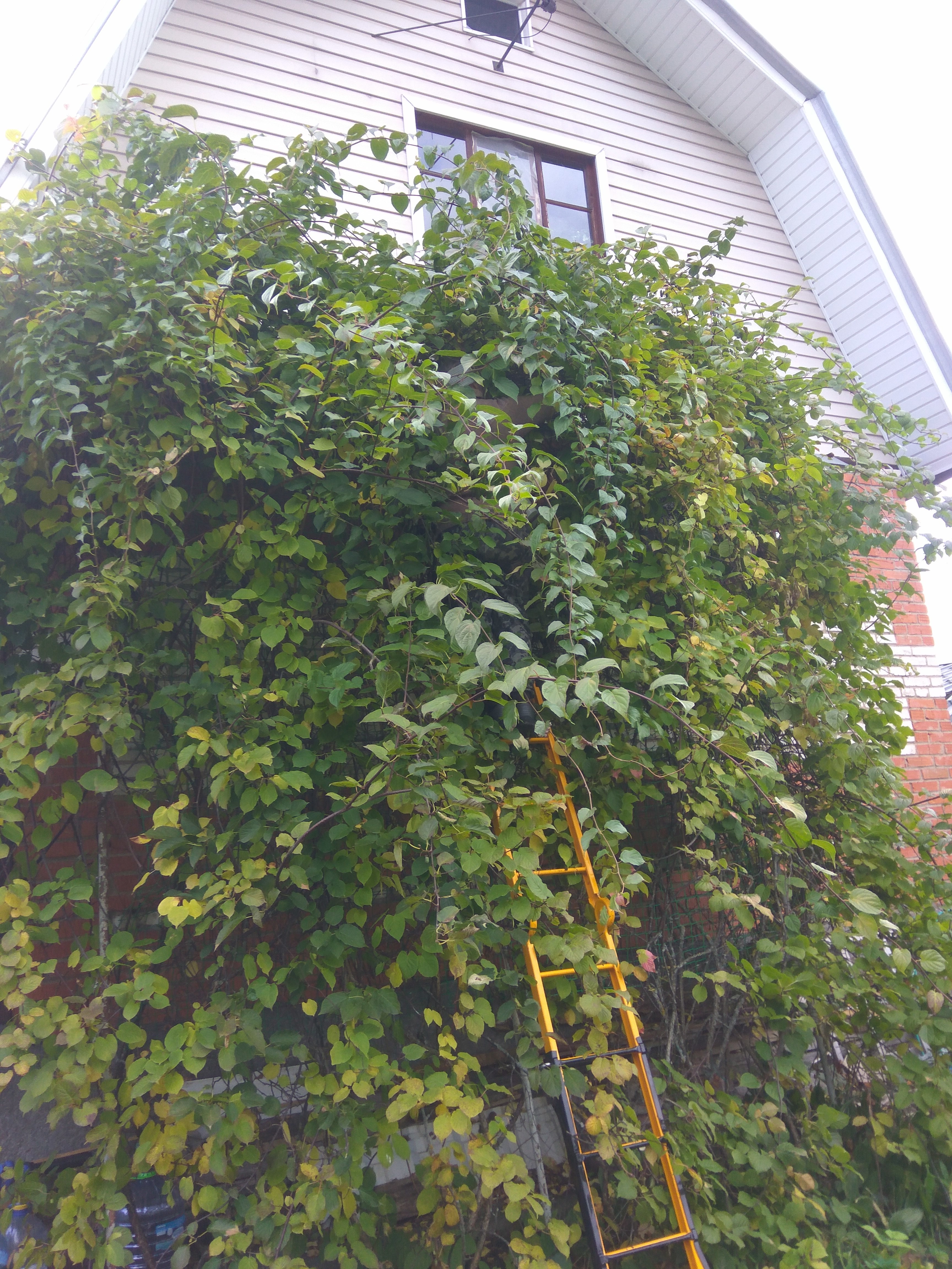 А так их собирают, человека на лестнице видите? Внимательно посмотрите, ноги из-под листьев видны